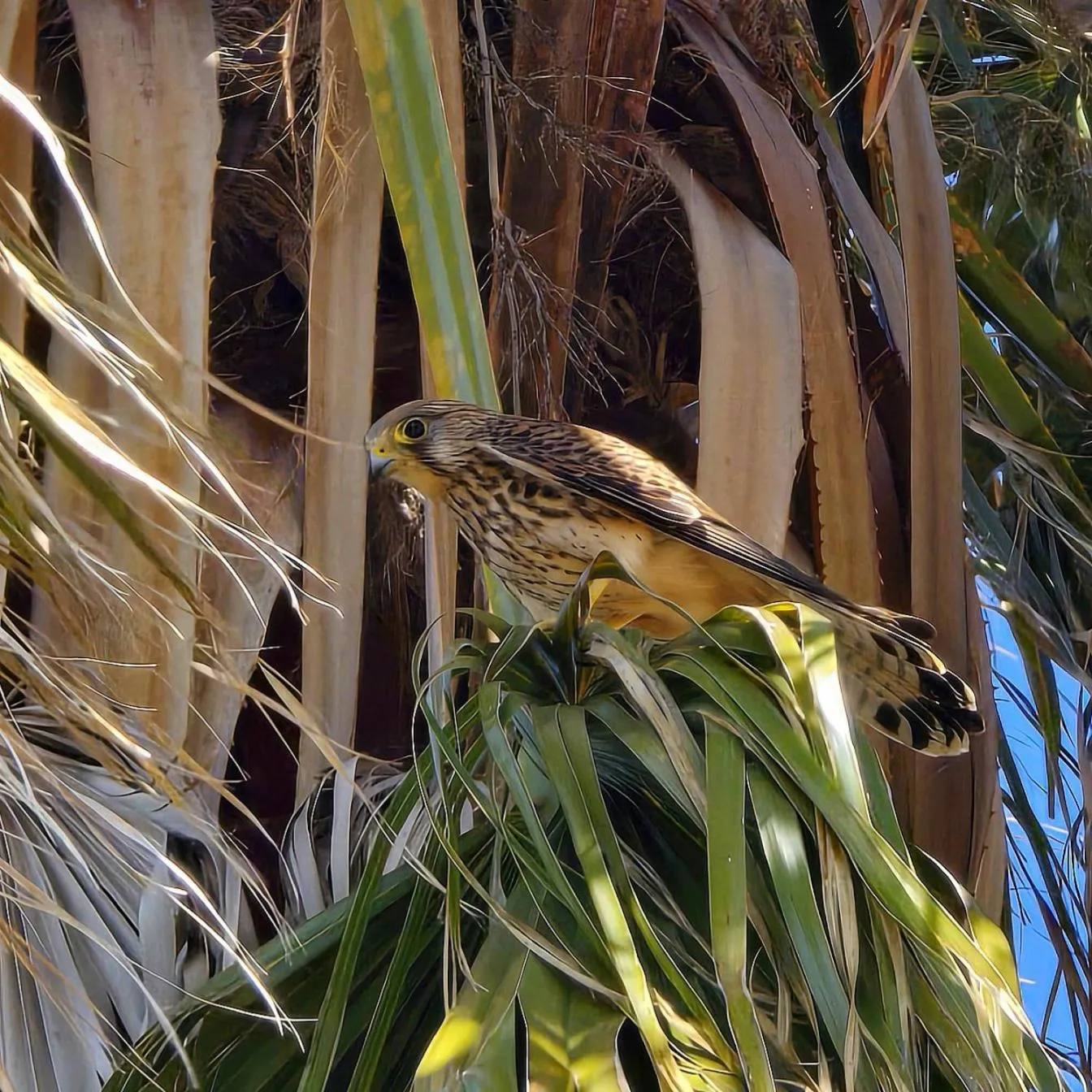 Spring in Alghero in bicicletta