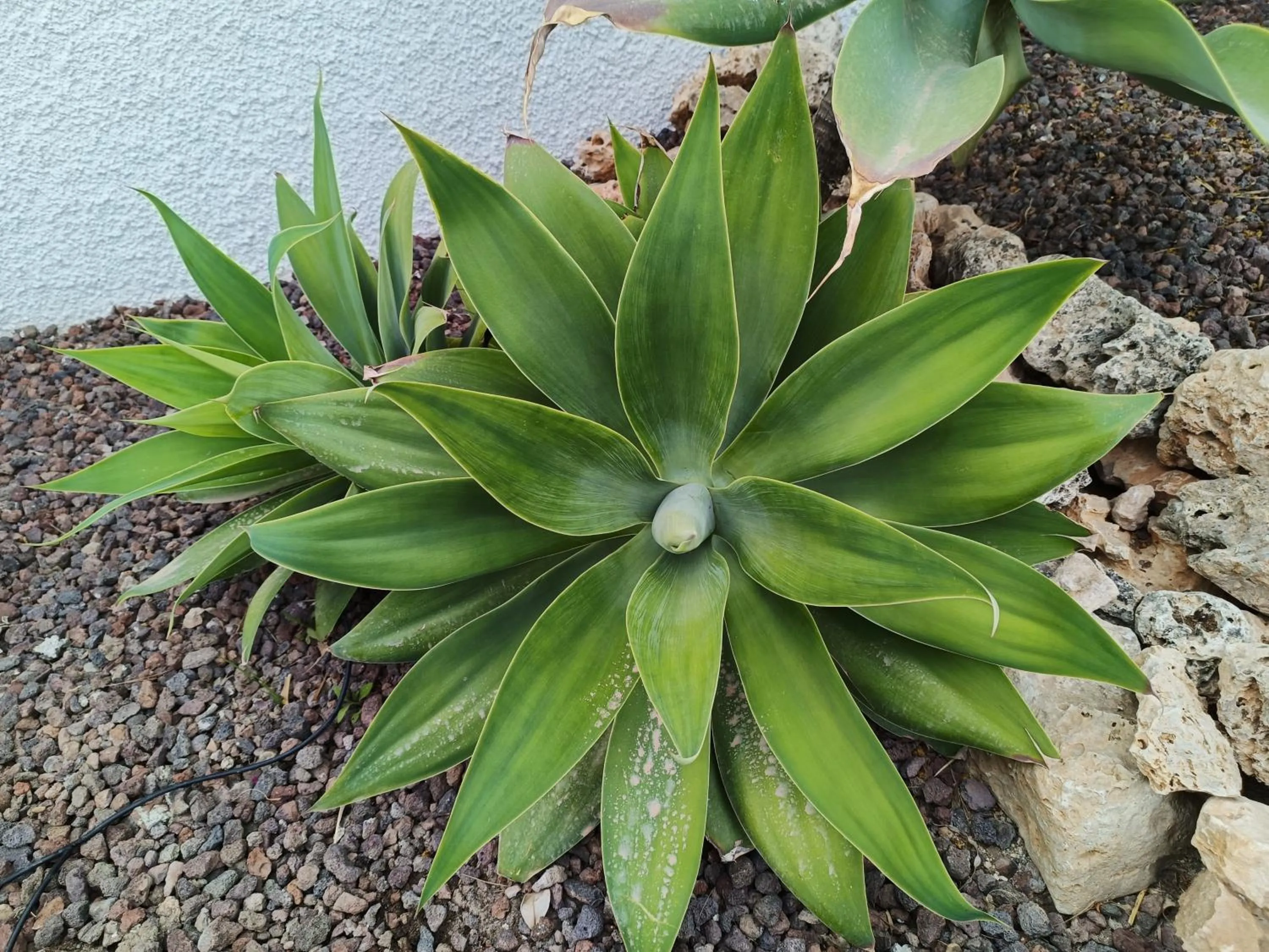 Garden in Family Agua Amarga