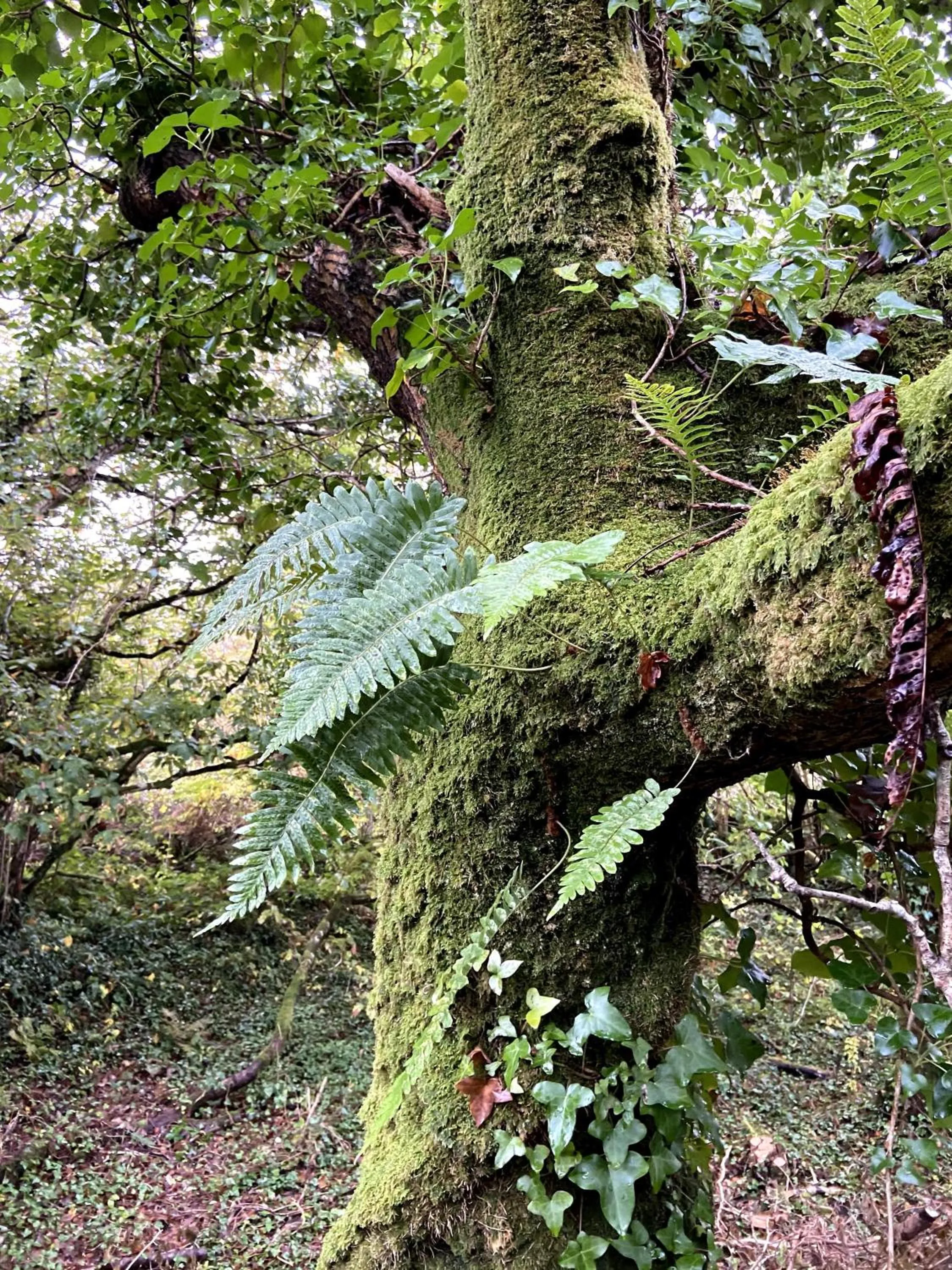 Property building in Fernwood