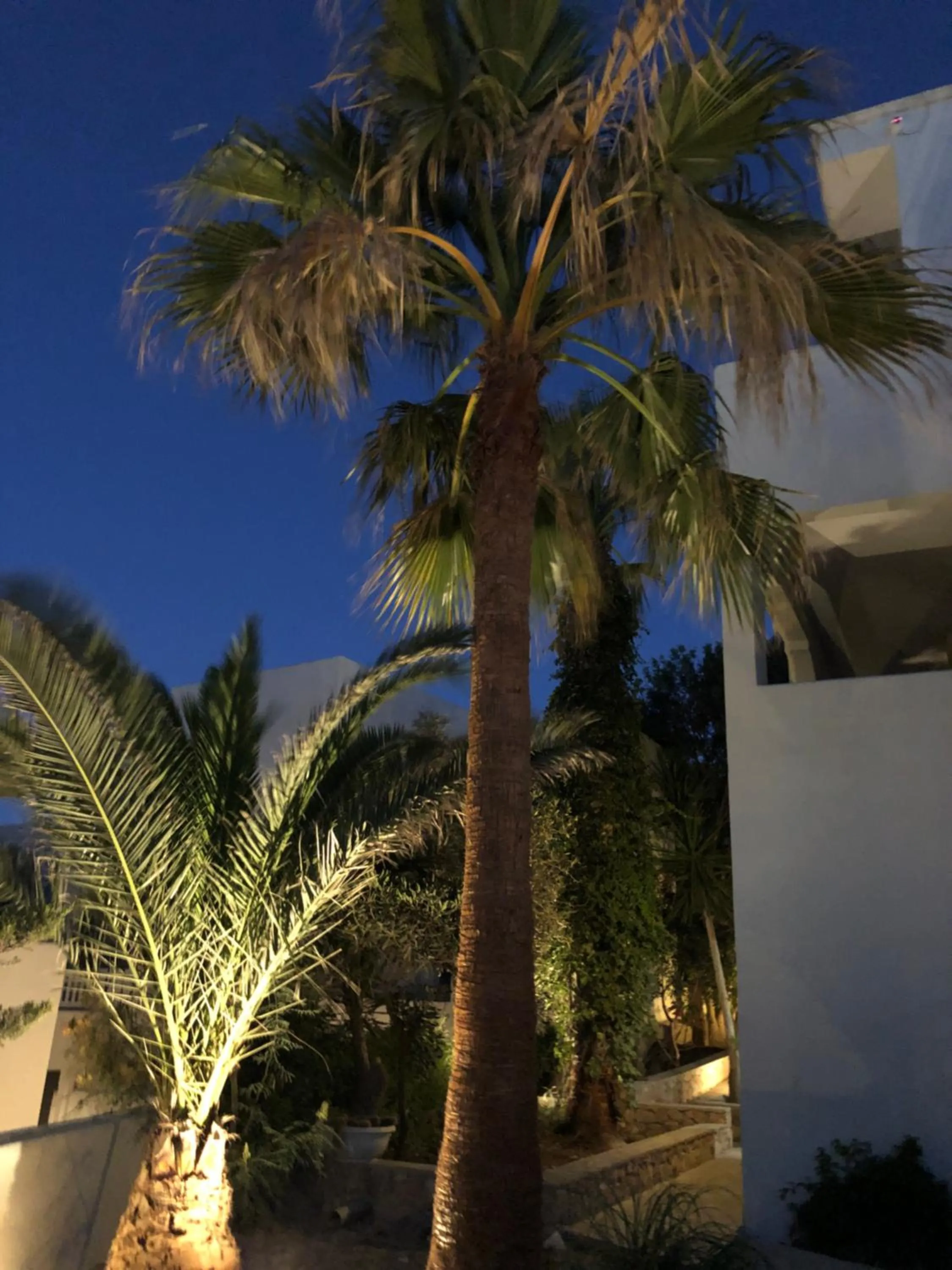 Garden in Dragonfly Villas