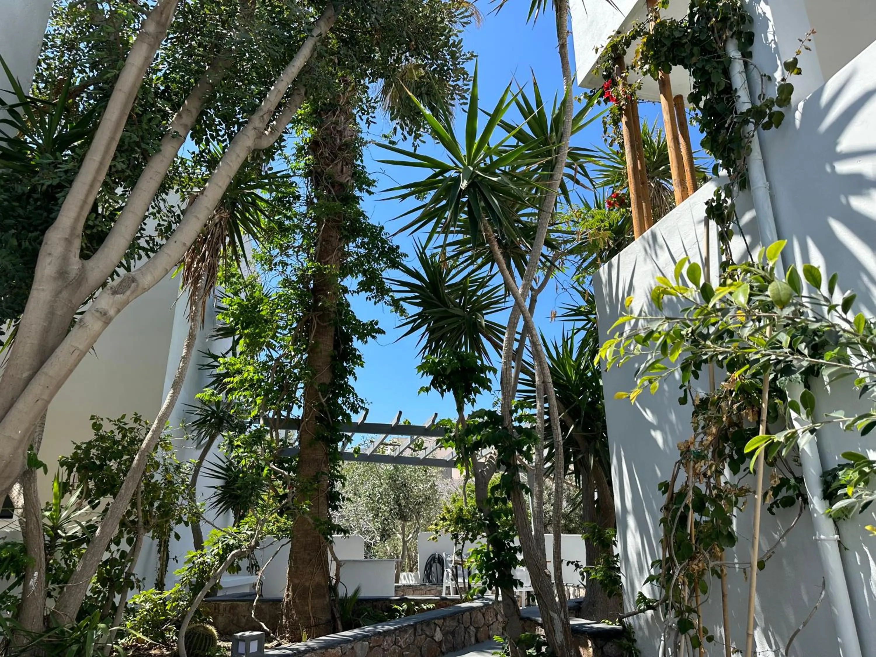 Garden in Dragonfly Villas