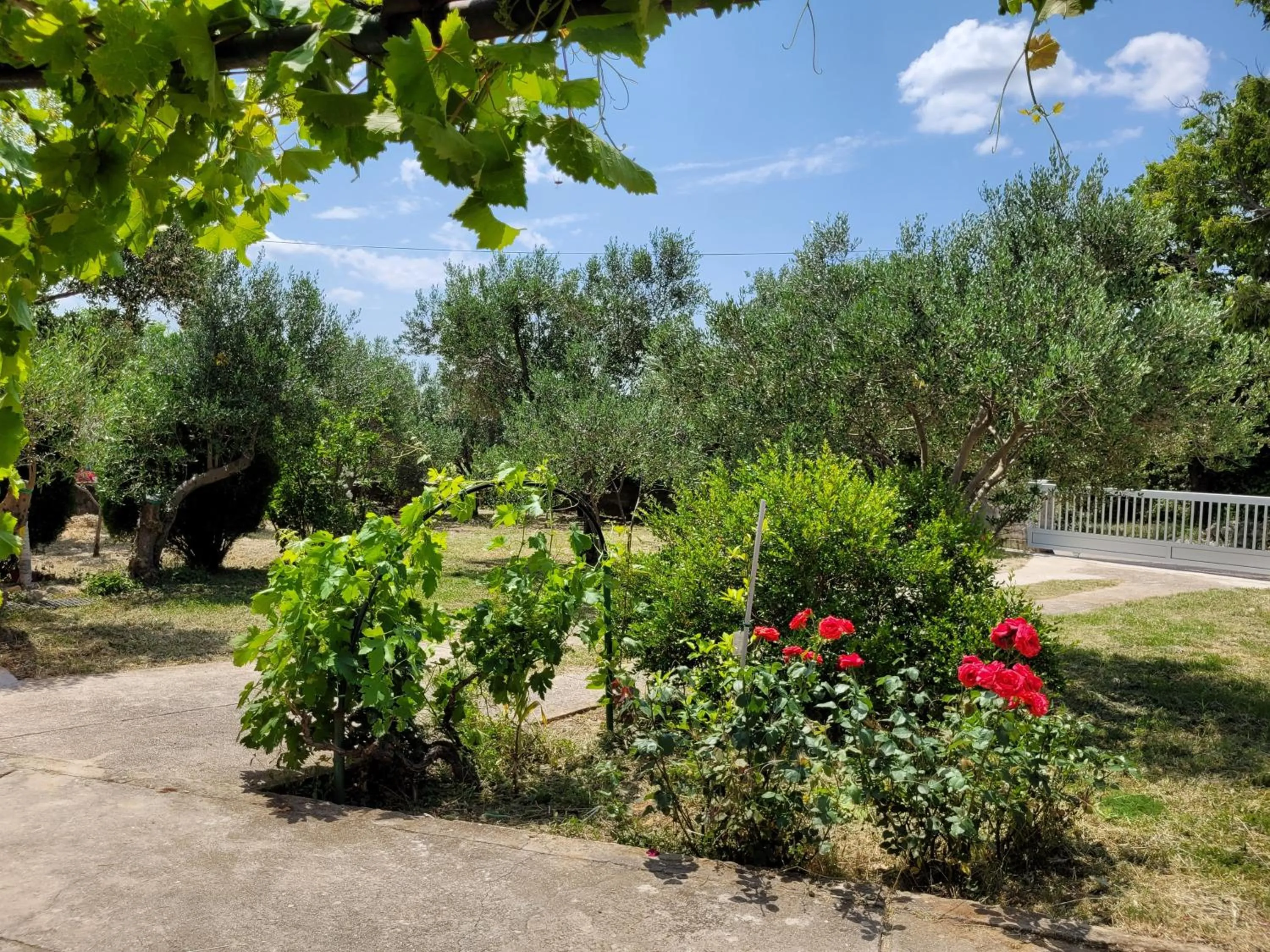 Garden in Apartmani FILTEA