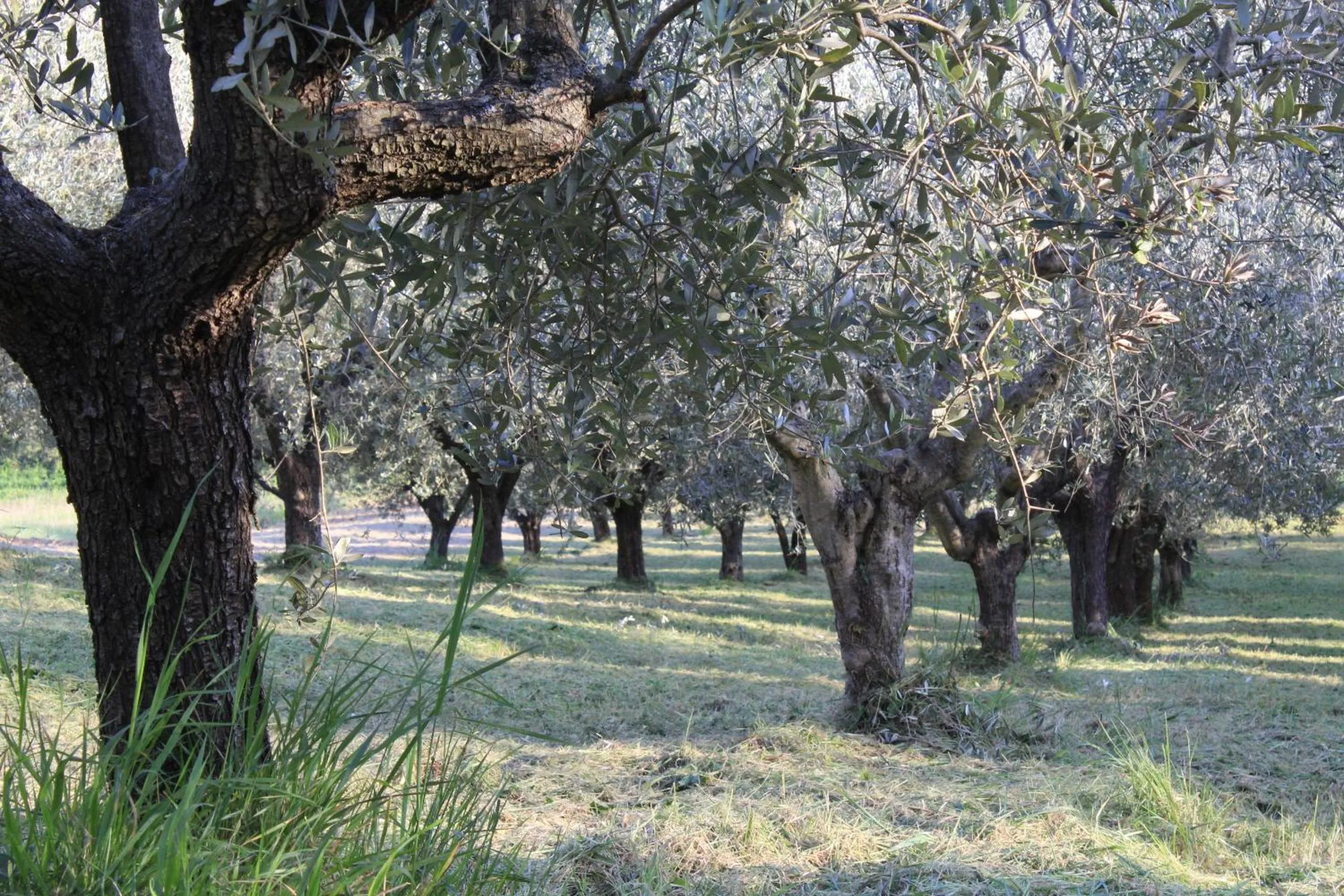 Natural landscape in Frontemaja