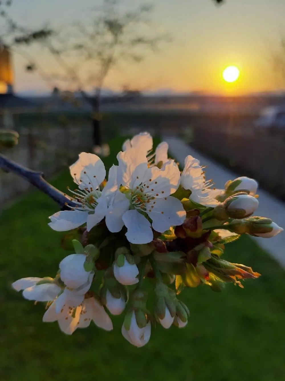 Spring in De Bonderbei