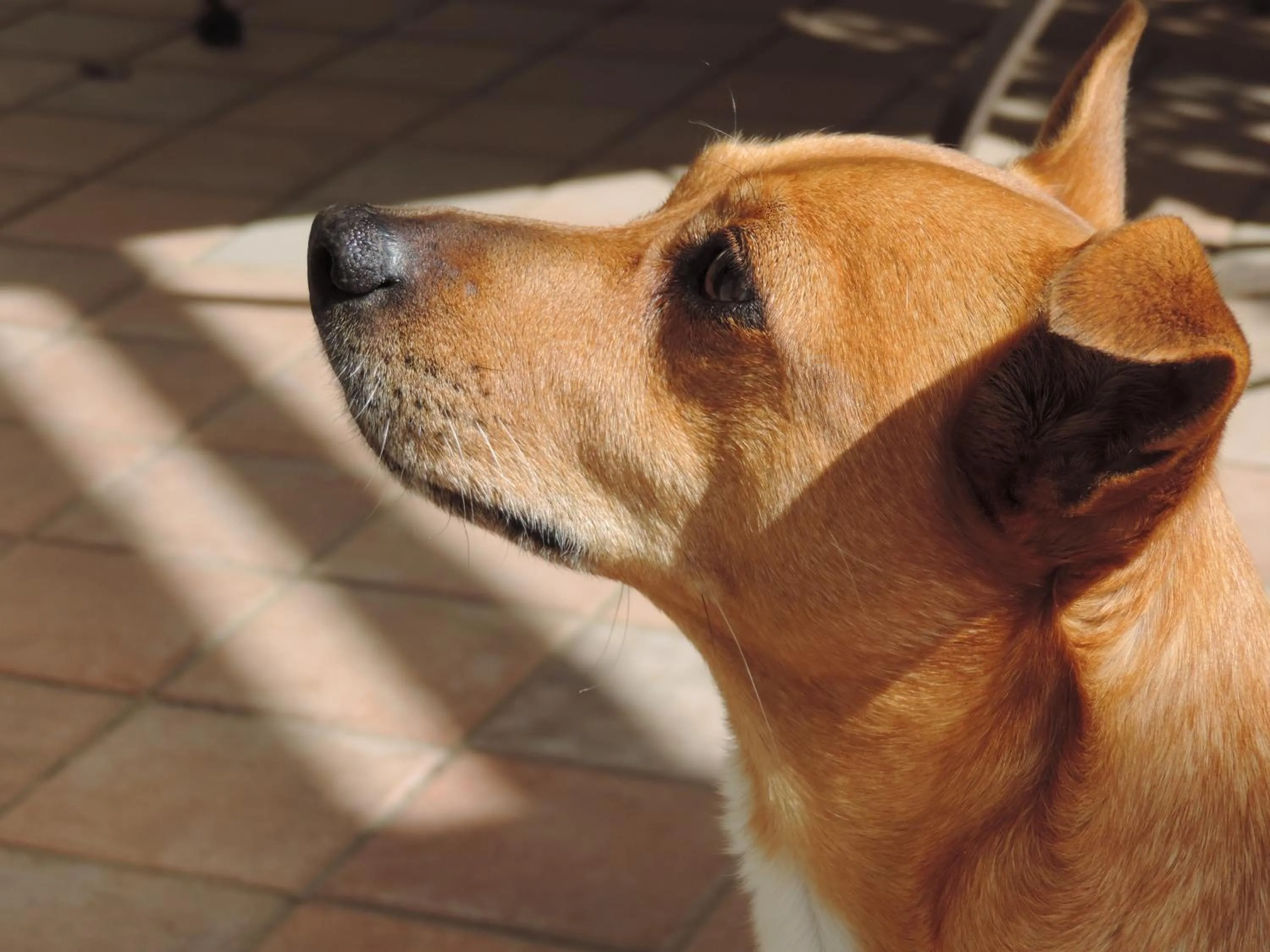 Pets in La casa di Armando