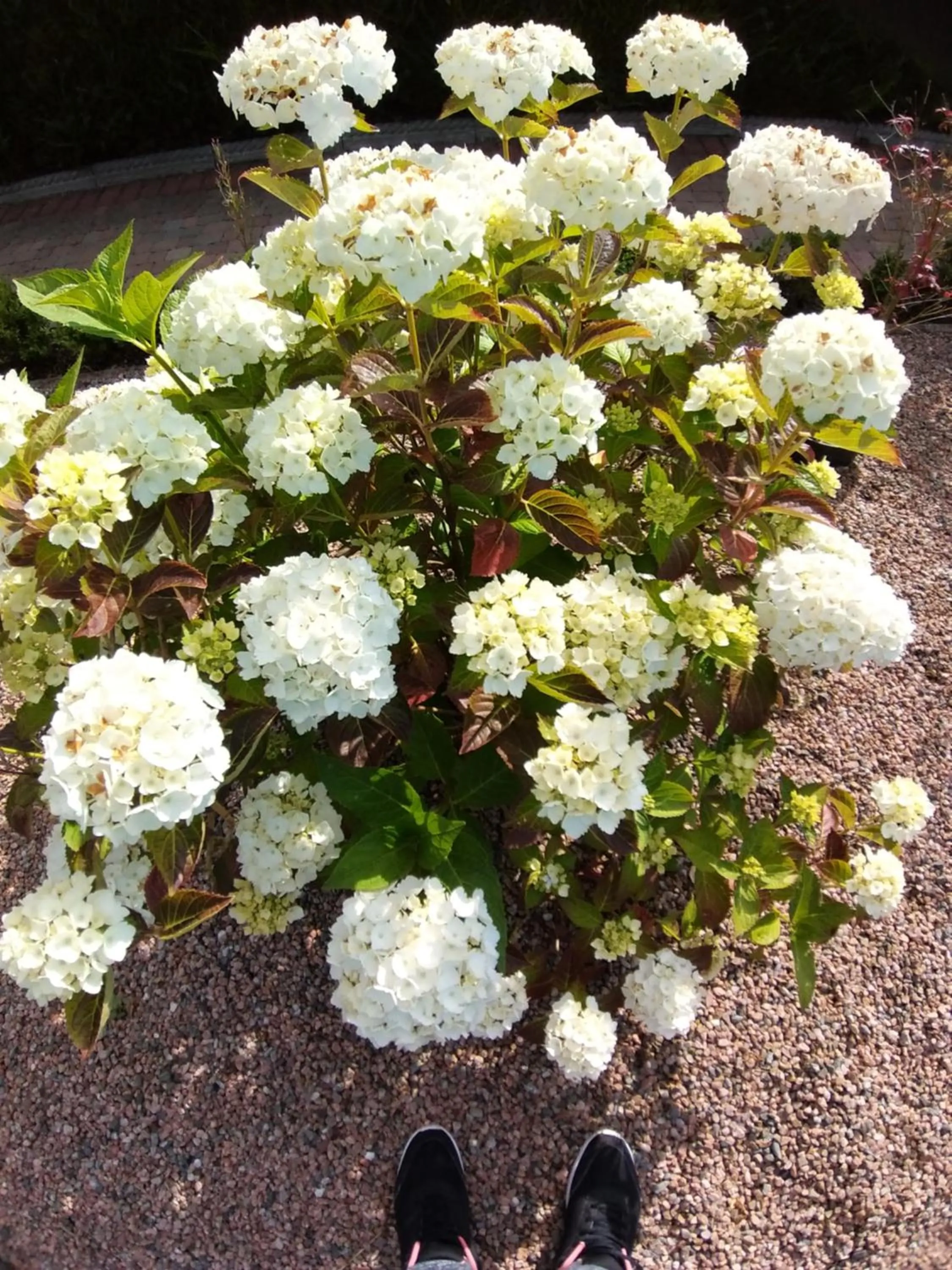 Antrim Heights Estate