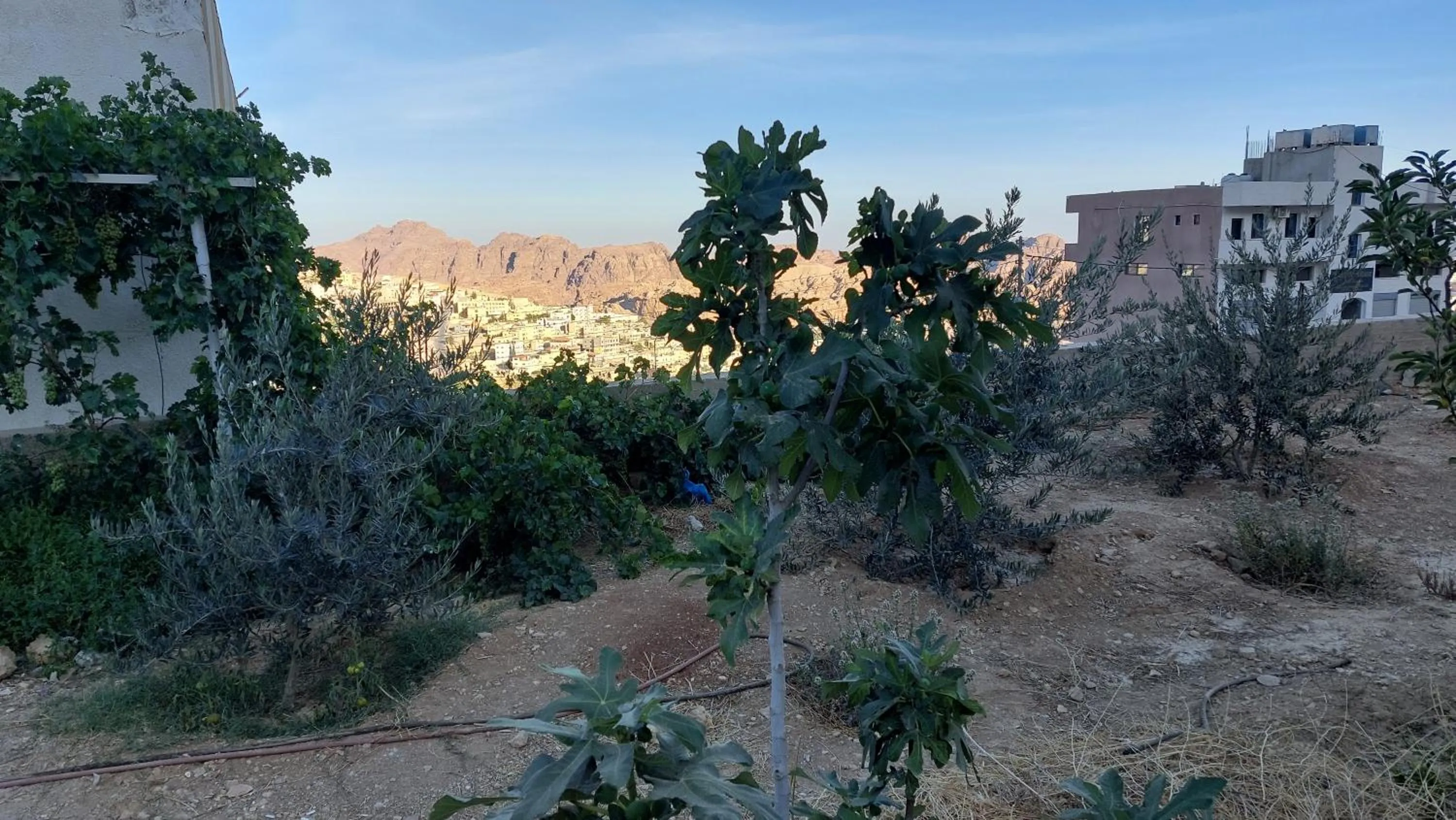Garden in Petra Guests Hotel