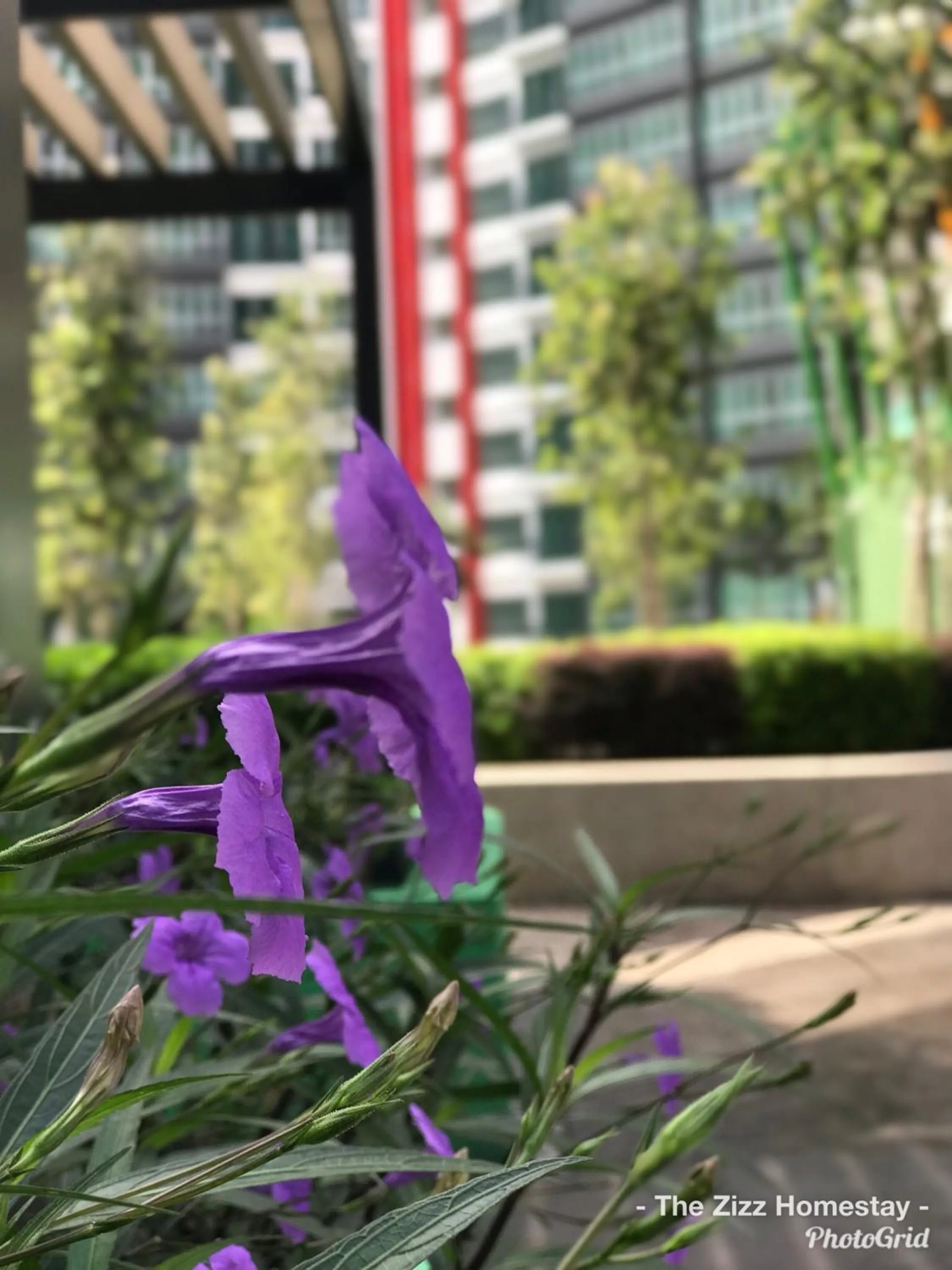 The Zizz Homestay@Damansara Damai