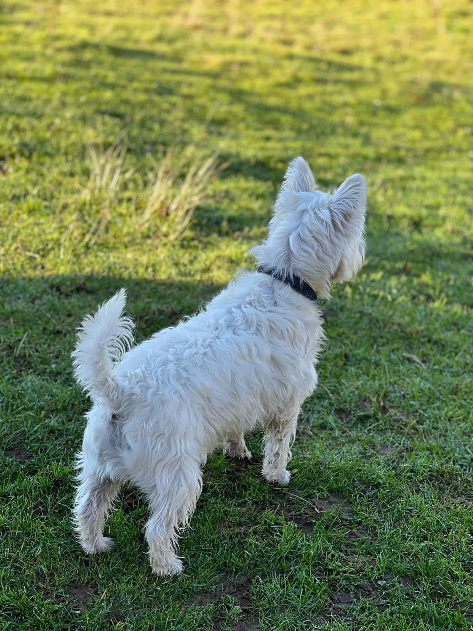 Pets in Martlets B&B