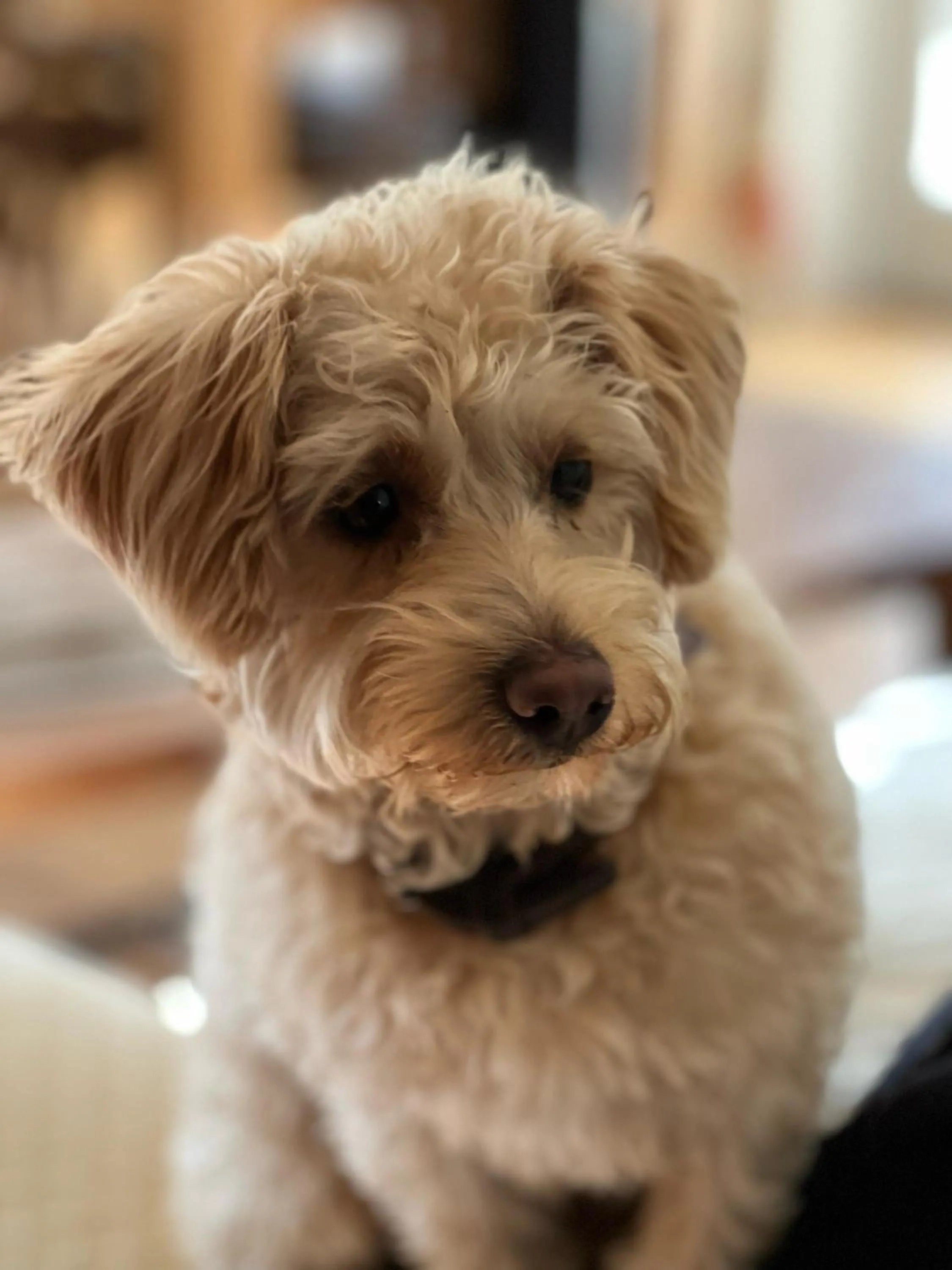 Pets in Martlets B&B