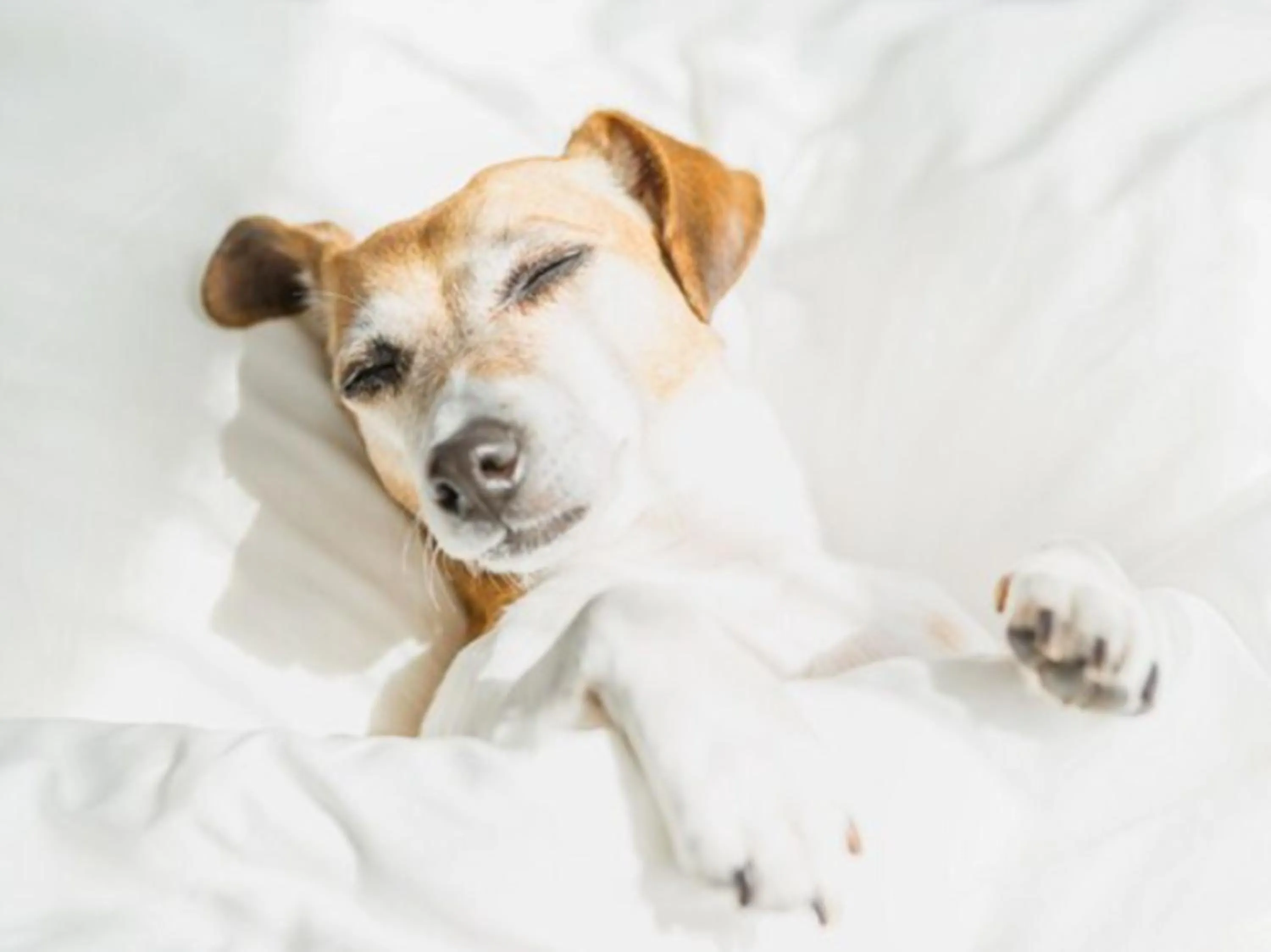 pet friendly in WoodSpring Suites Murfreesboro