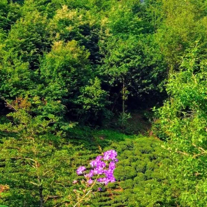 Begi Apart Bungalows Hotel - Çamlıhemşin