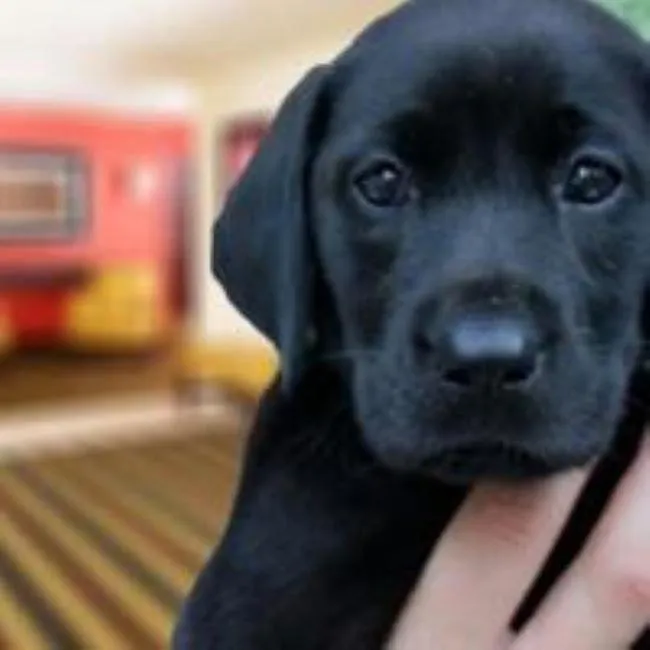 Pets in MainStay Suites Chicago Hillside