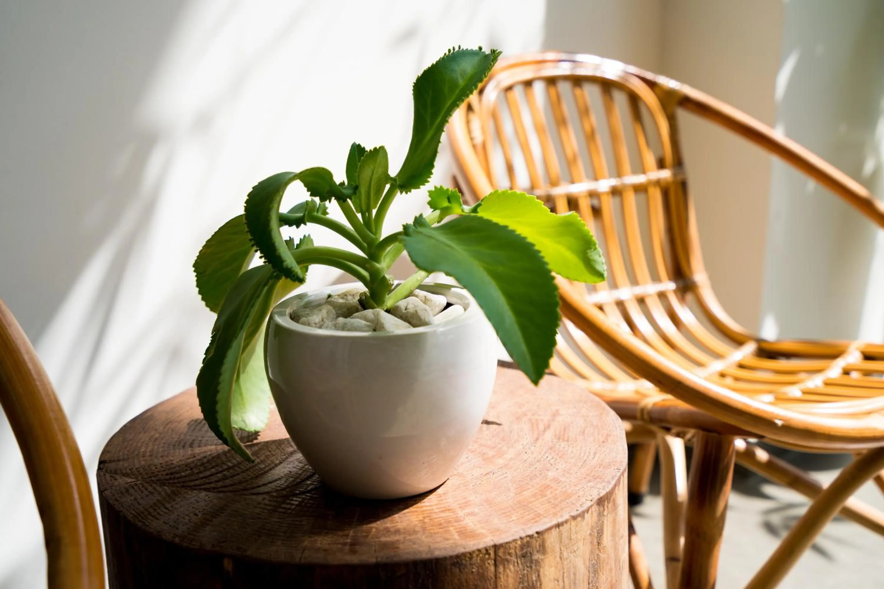 Communal lounge/ TV room in Mecozy Apartel