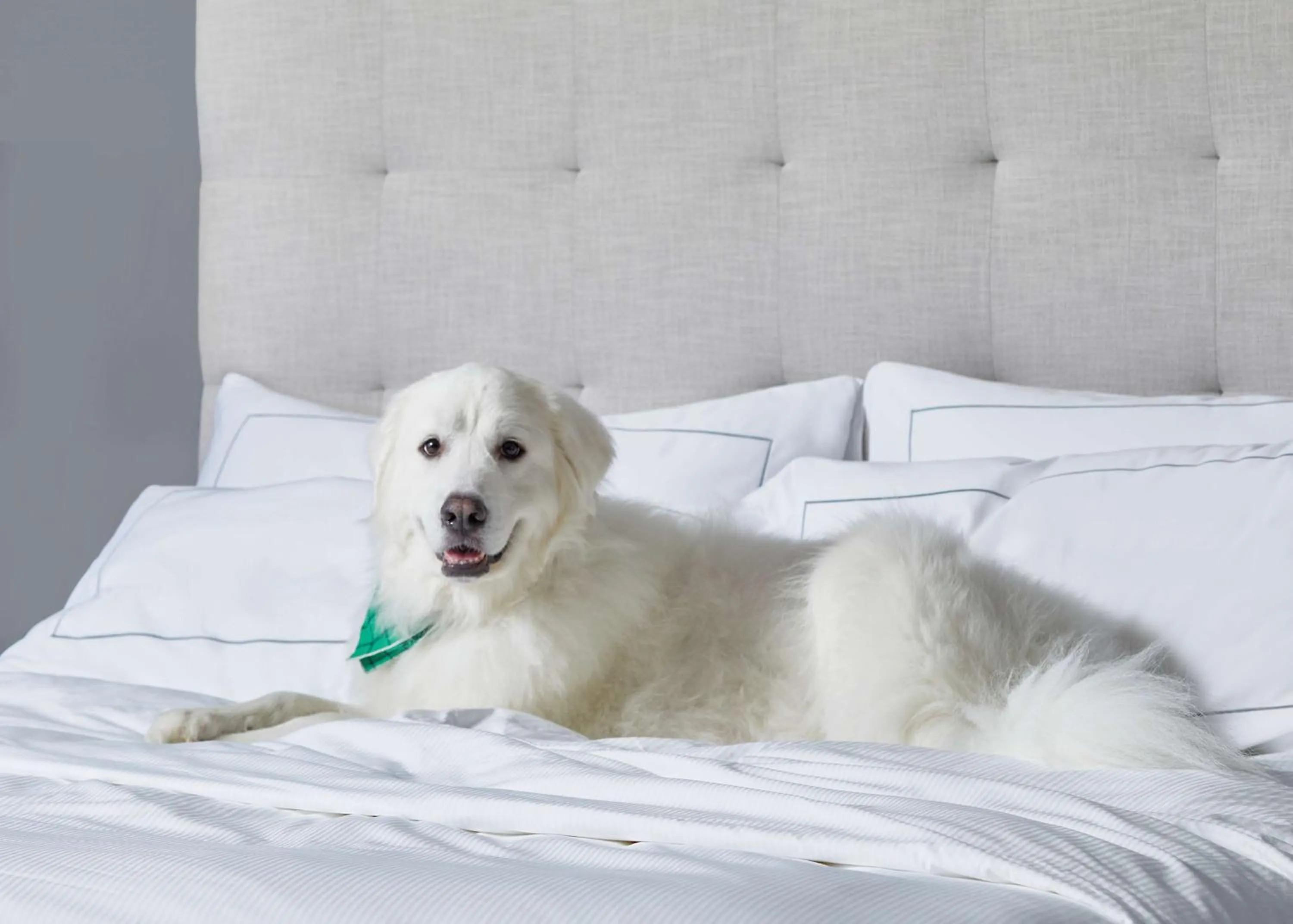 Photo of the whole room in Cumberland House Knoxville, Tapestry Collection by Hilton
