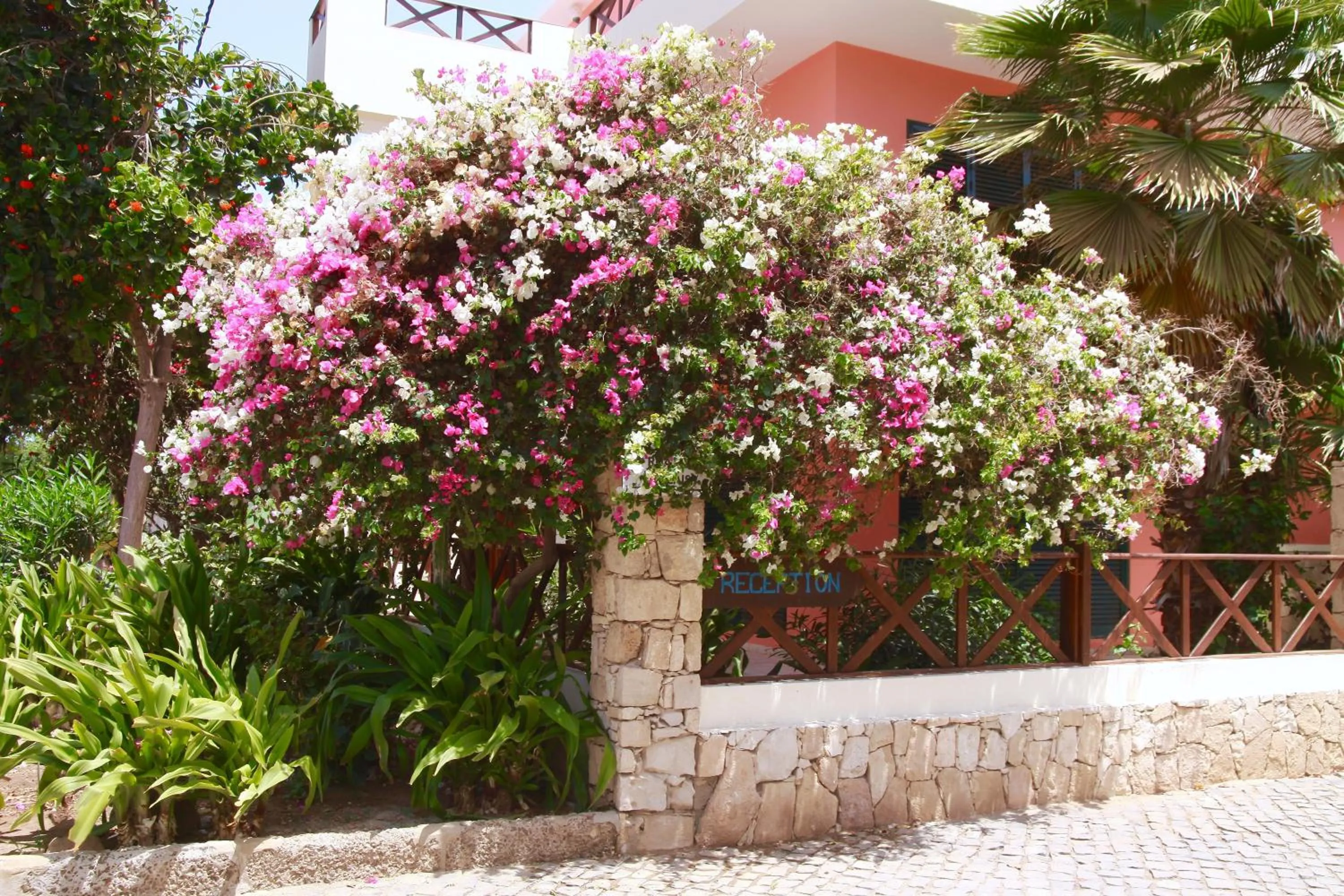 Garden in Nautilus Aparthotel