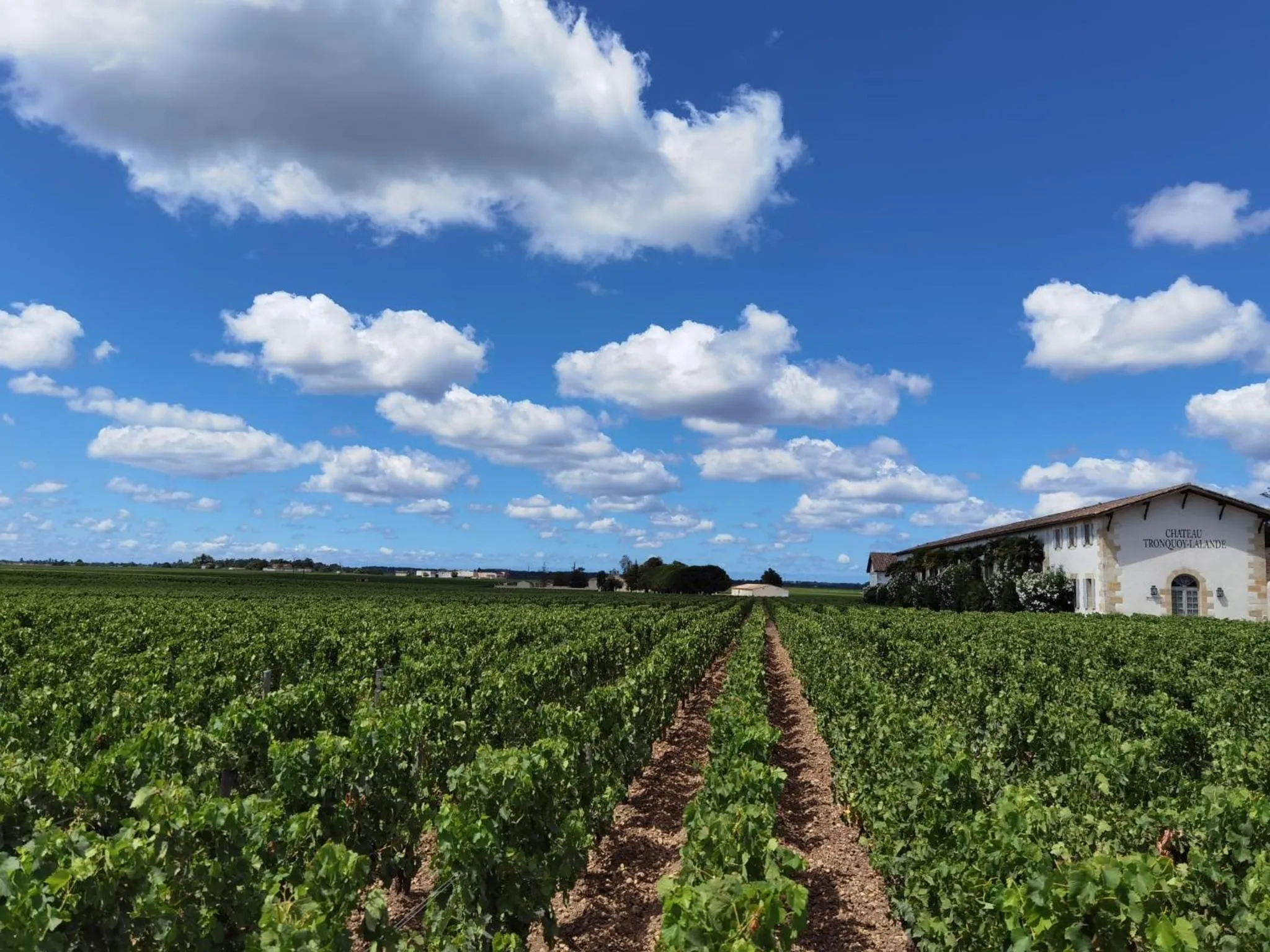 Au cœur des vignobles