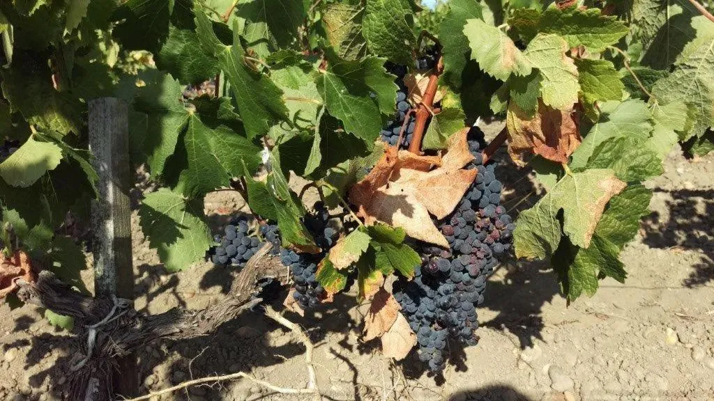 Au cœur des vignobles