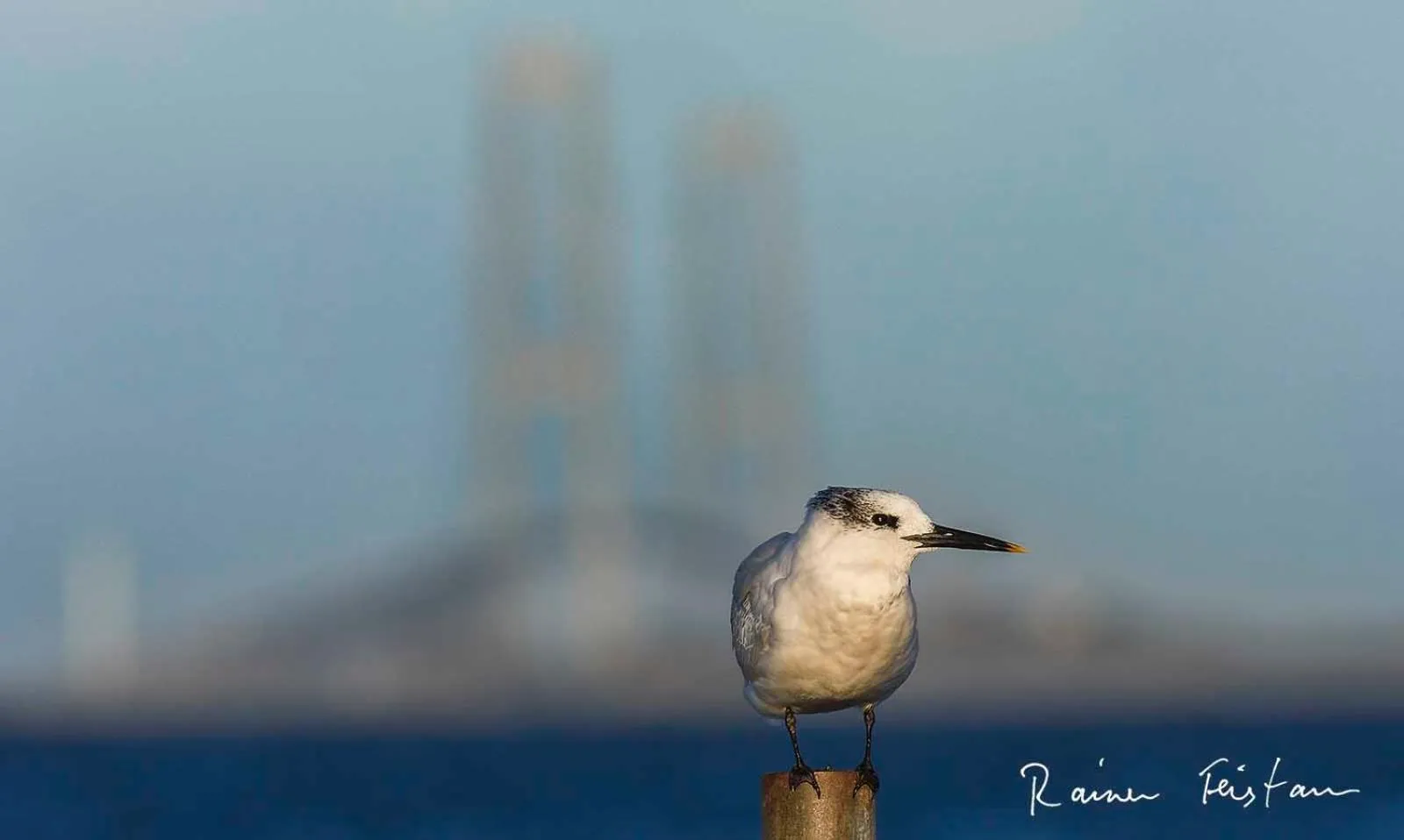 Animals in Skærven Beachfront Apartments and Cottage