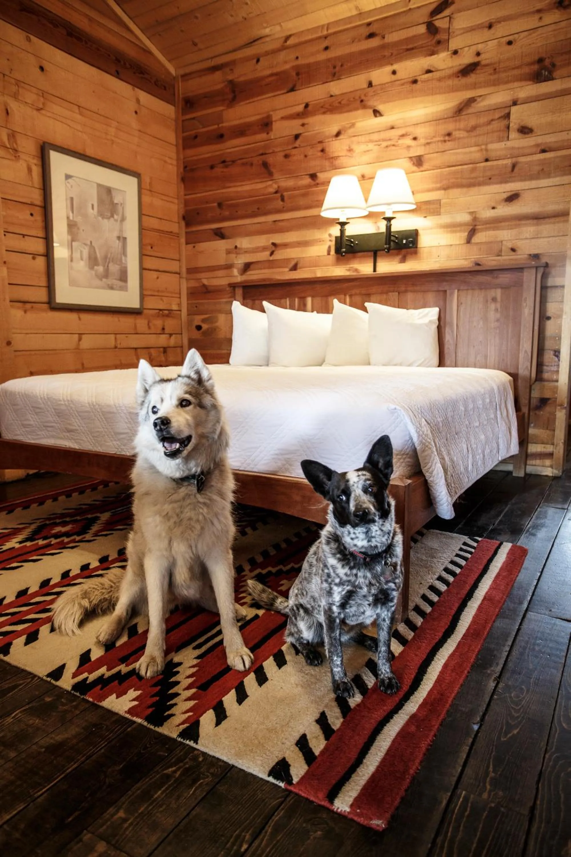 Pets, Bed in Chama Trails Motel