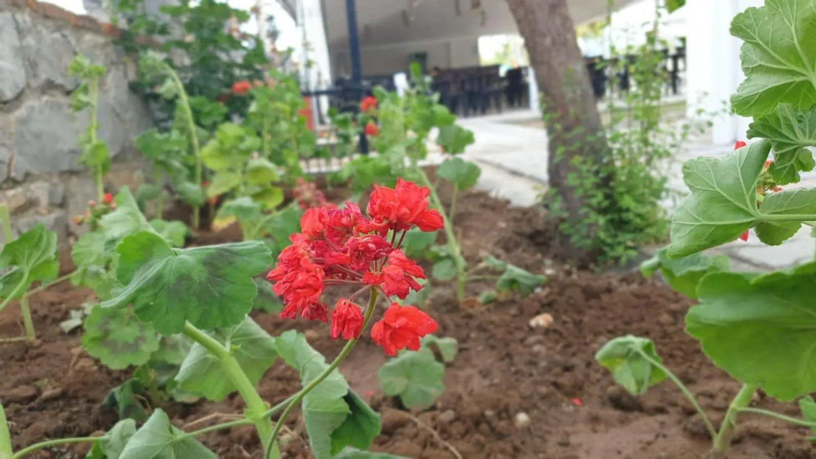 Garden view in Sardunya Hotel