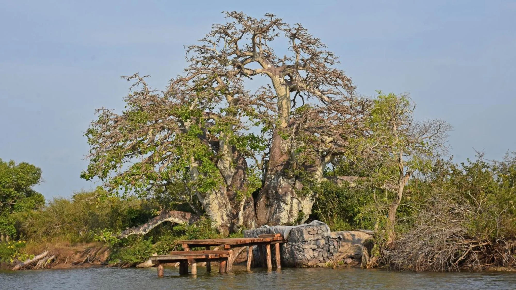 Garden in Melheim Beach Kalpitiya