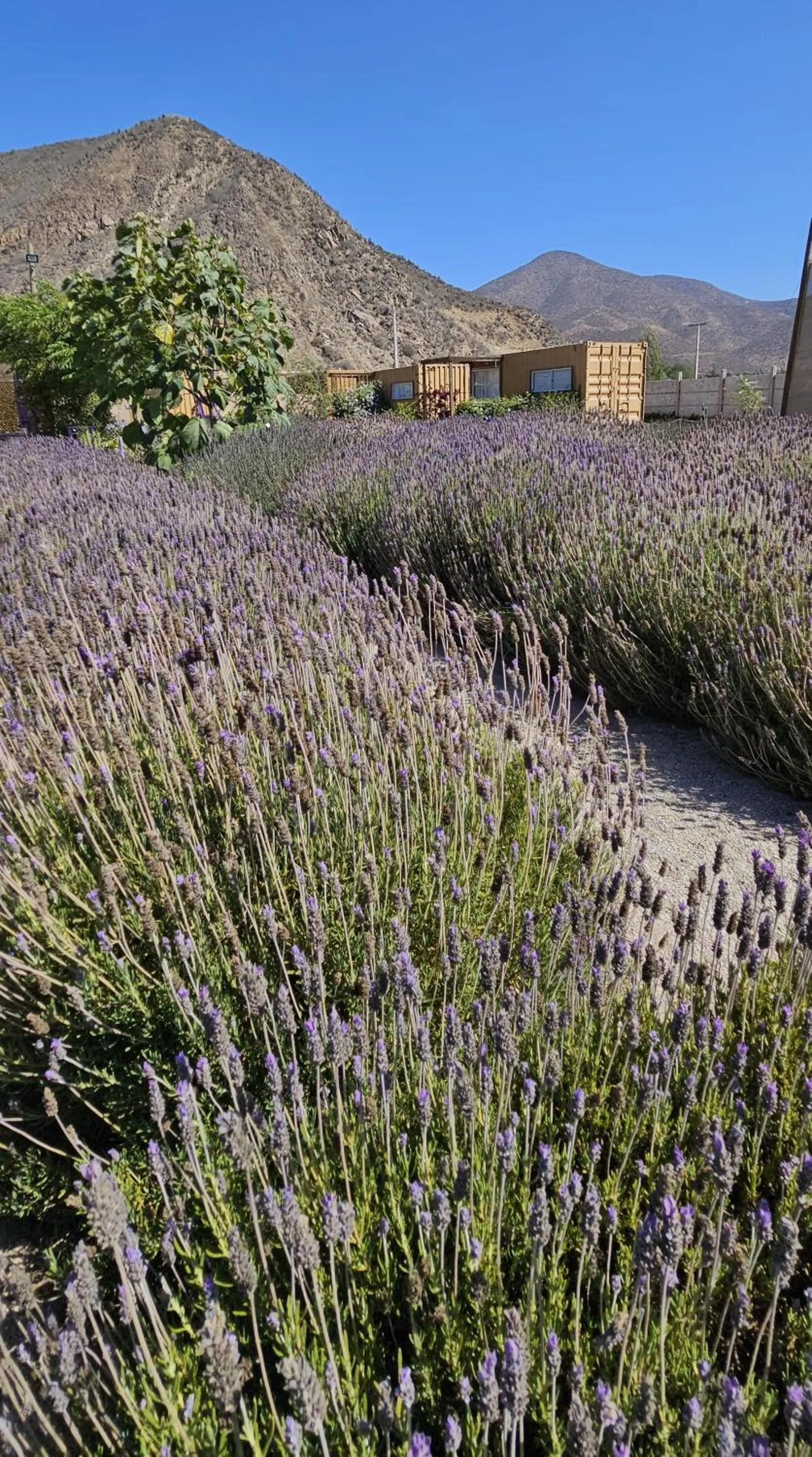 Lavanda del Valle