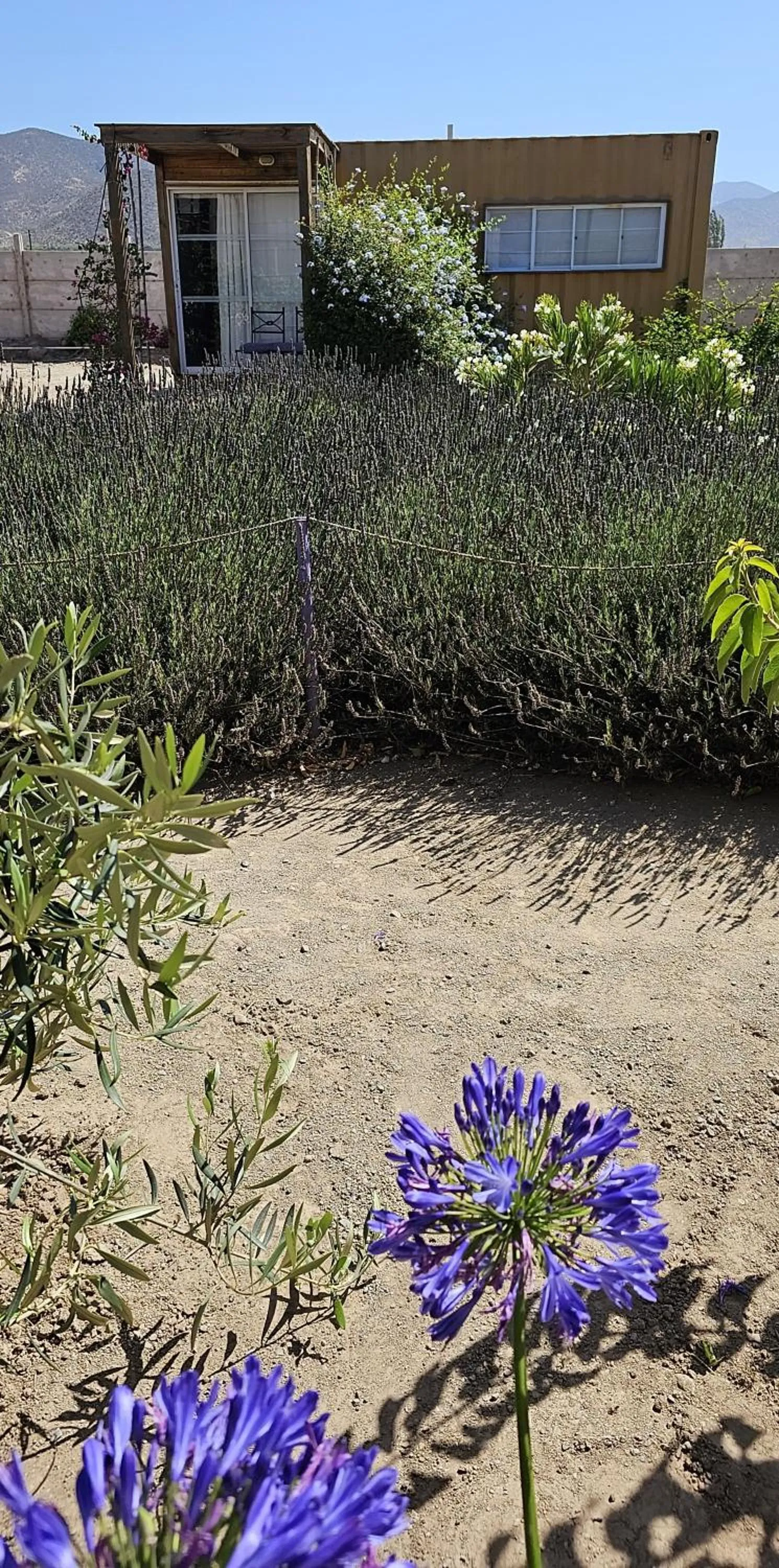 Lavanda del Valle