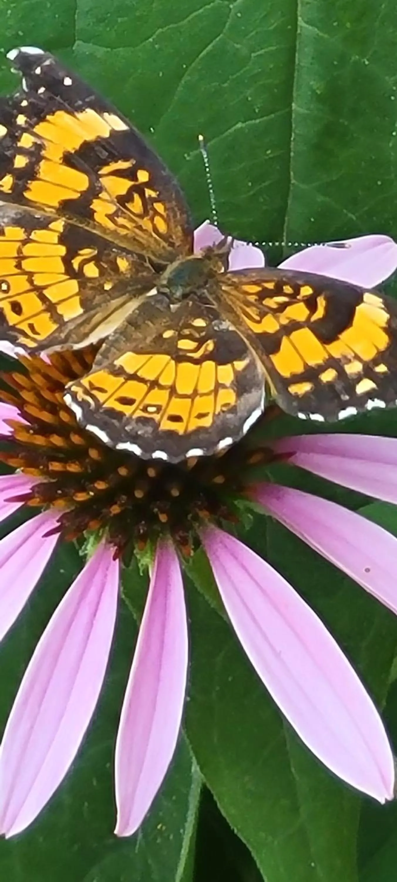 Day in Evening Shade Inn