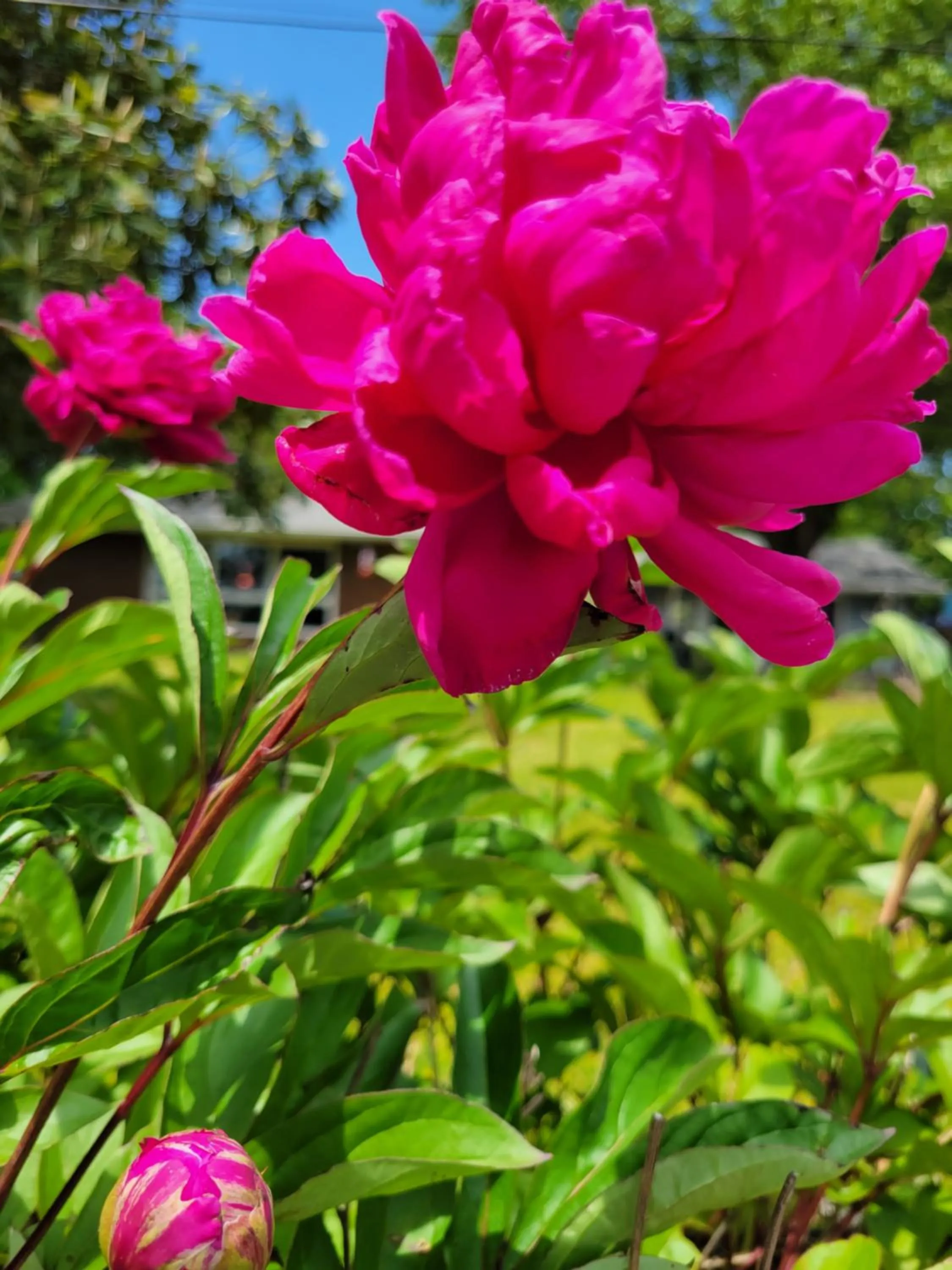 Spring in Evening Shade Inn