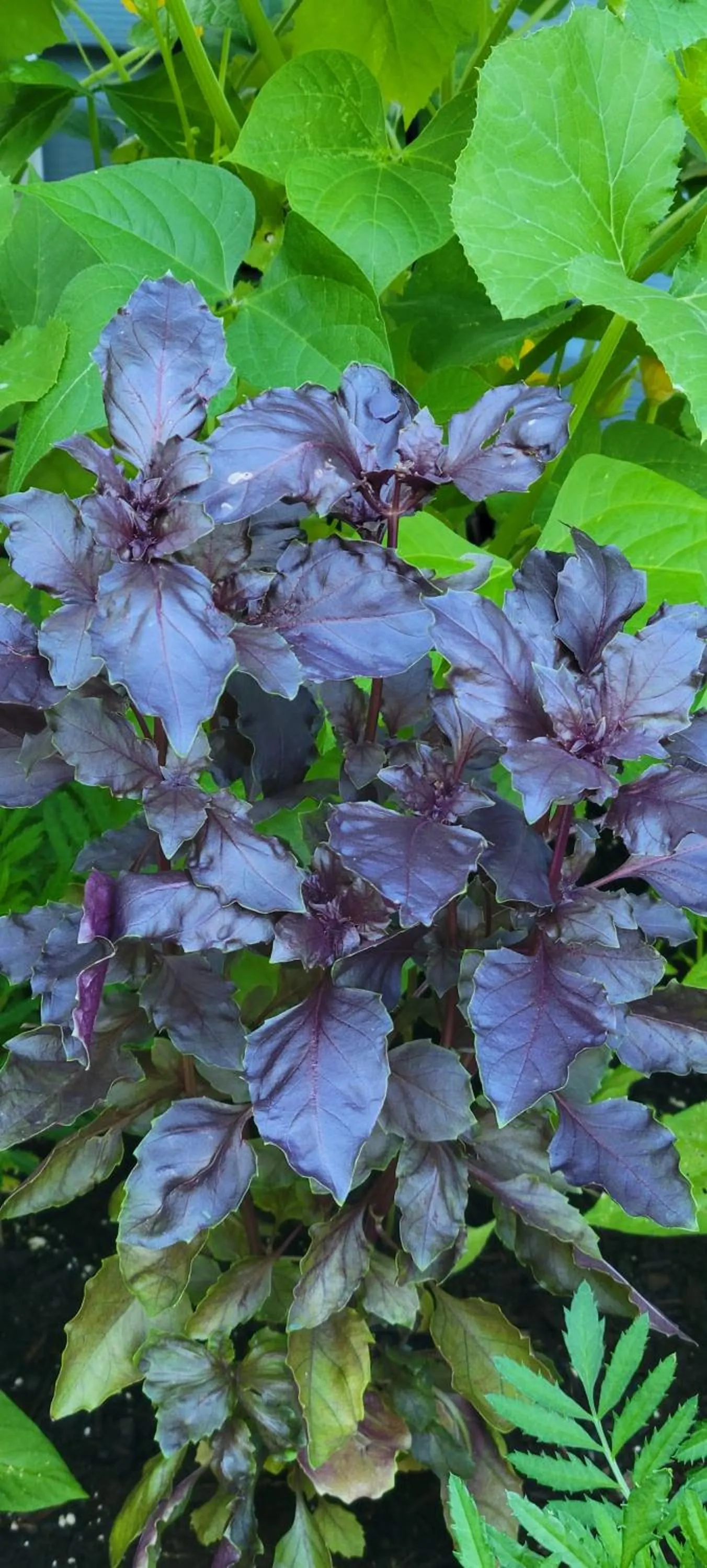 Garden in Evening Shade Inn