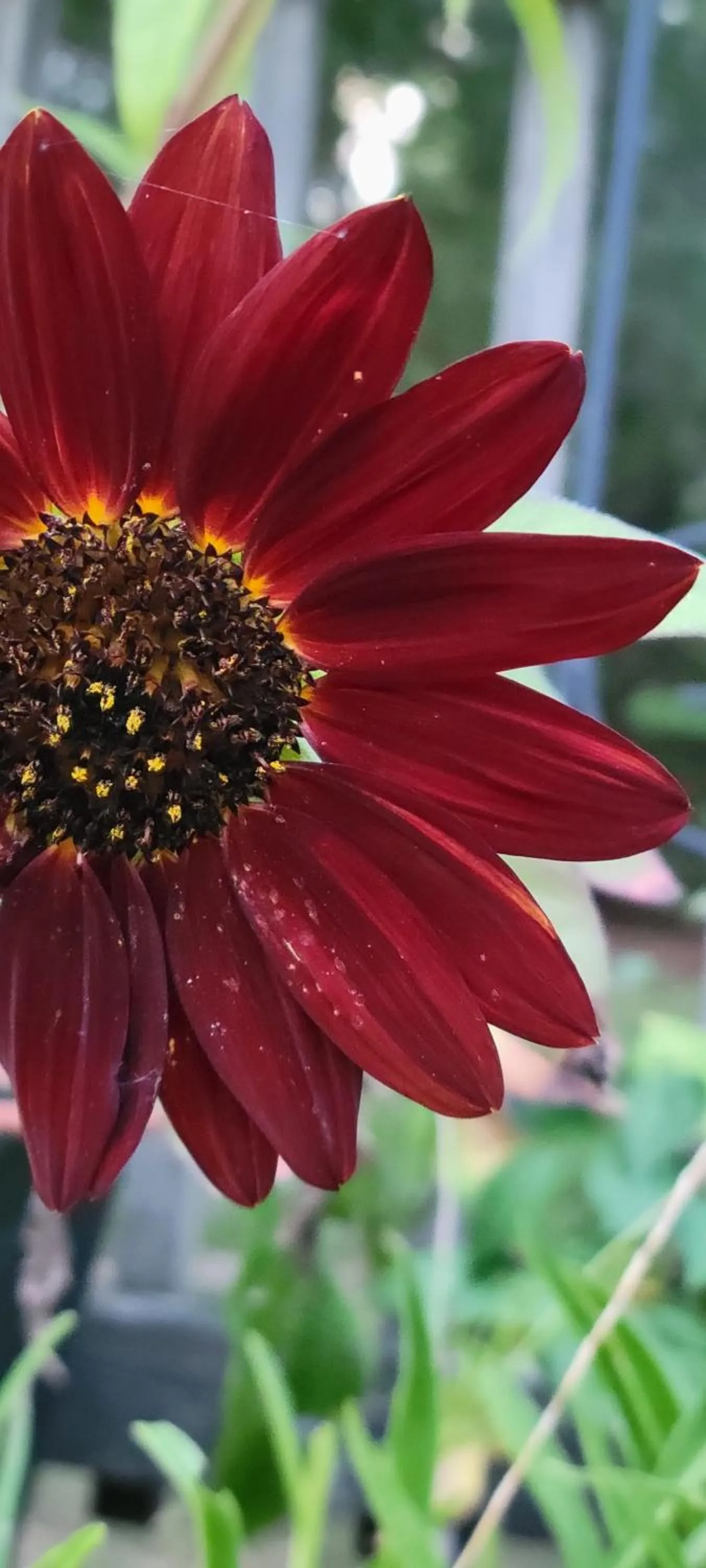Garden in Evening Shade Inn