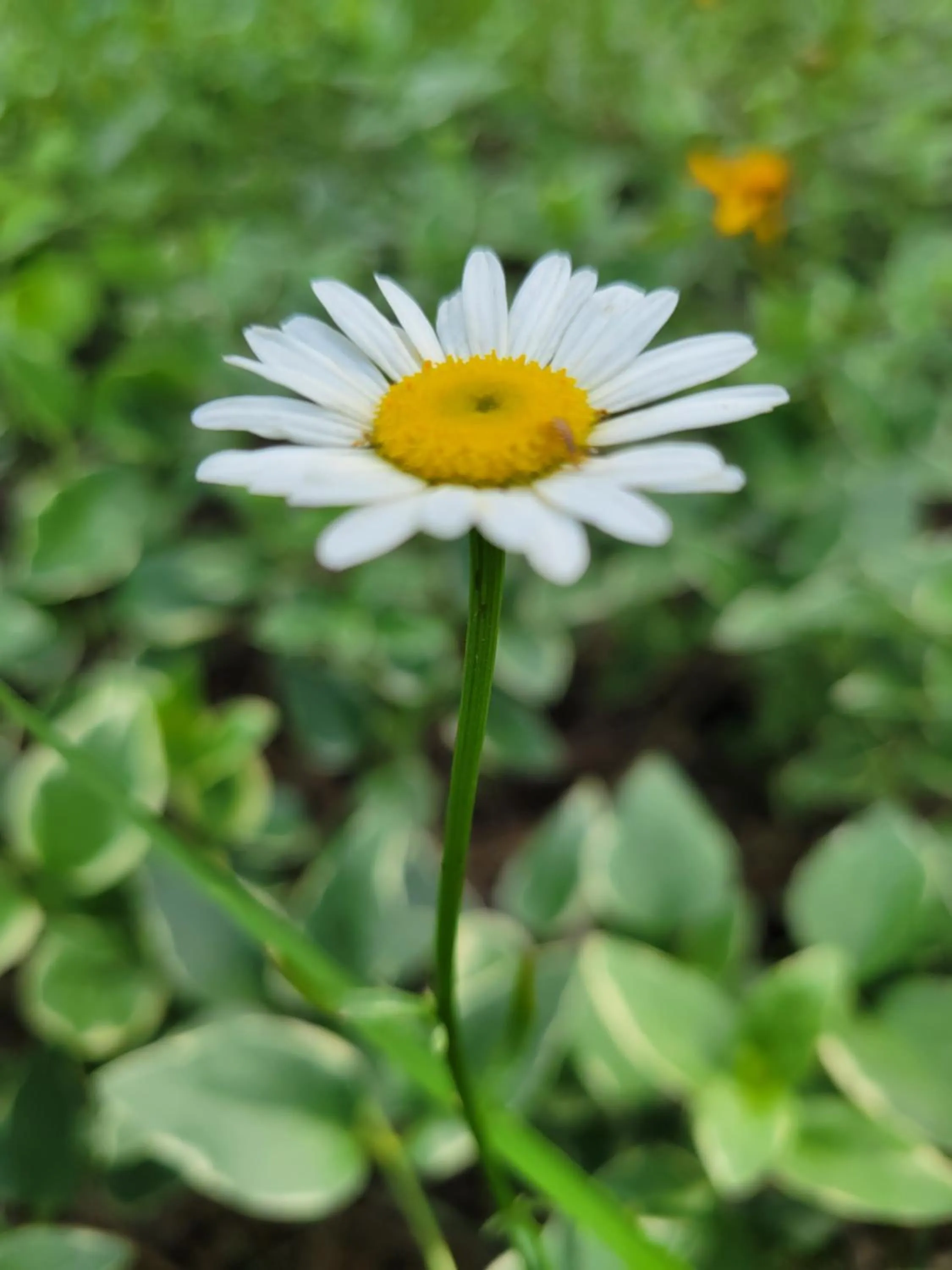 Day in Evening Shade Inn