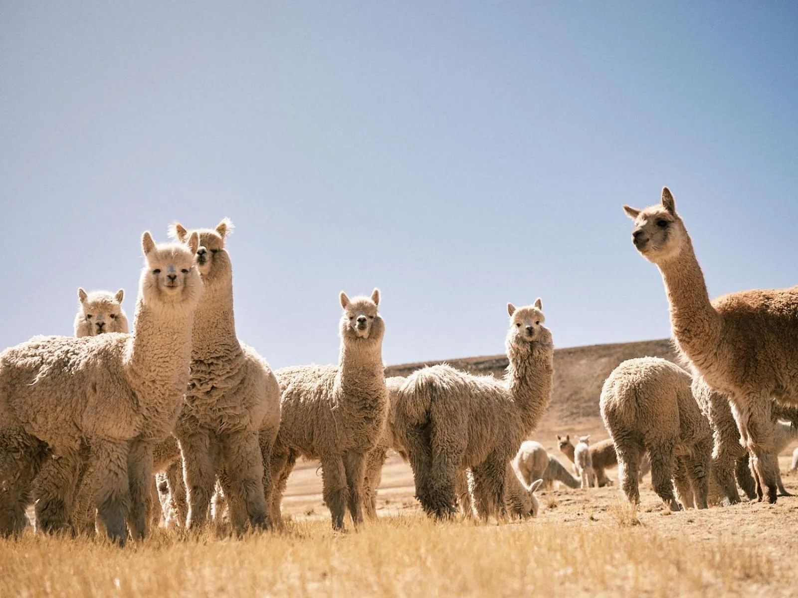 Activities in CIRQA - Relais & Châteaux