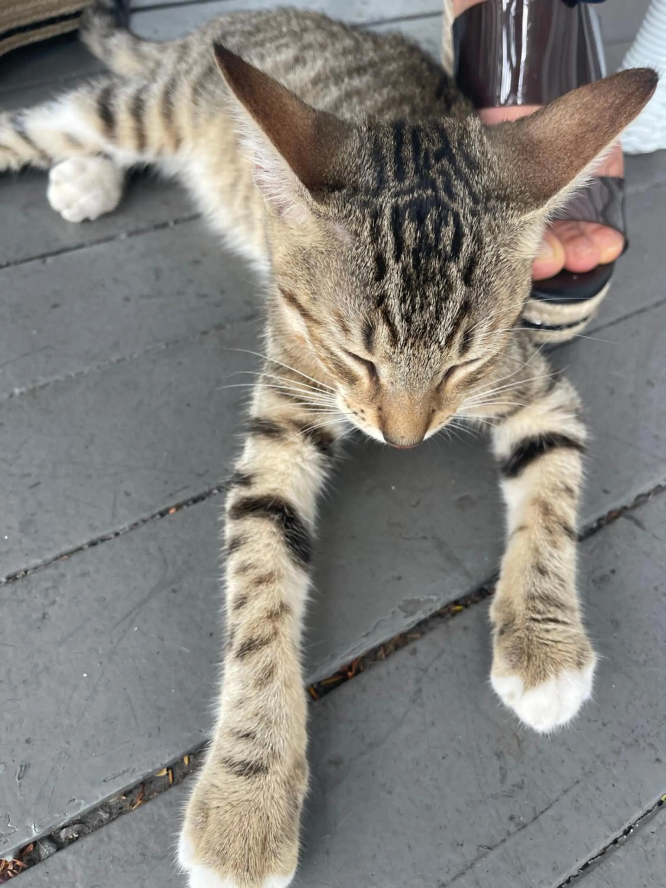 Pets in The Palms Hotel