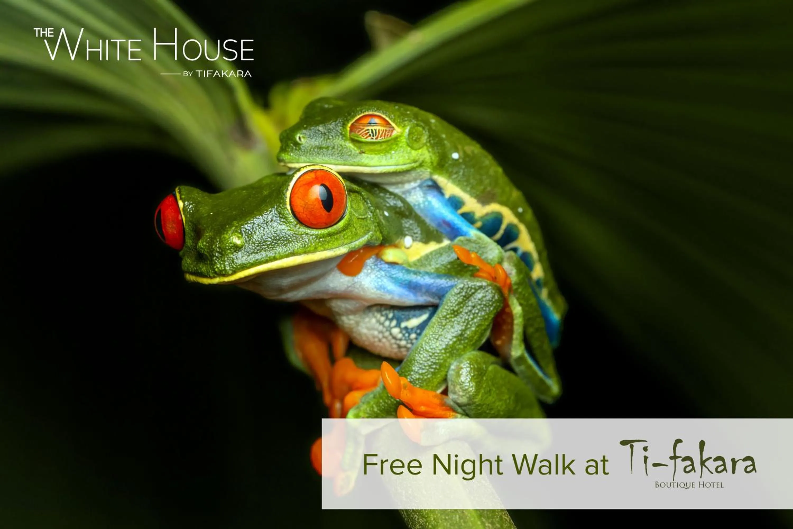 Animals in Noah's Forest Hotel by Tifakara