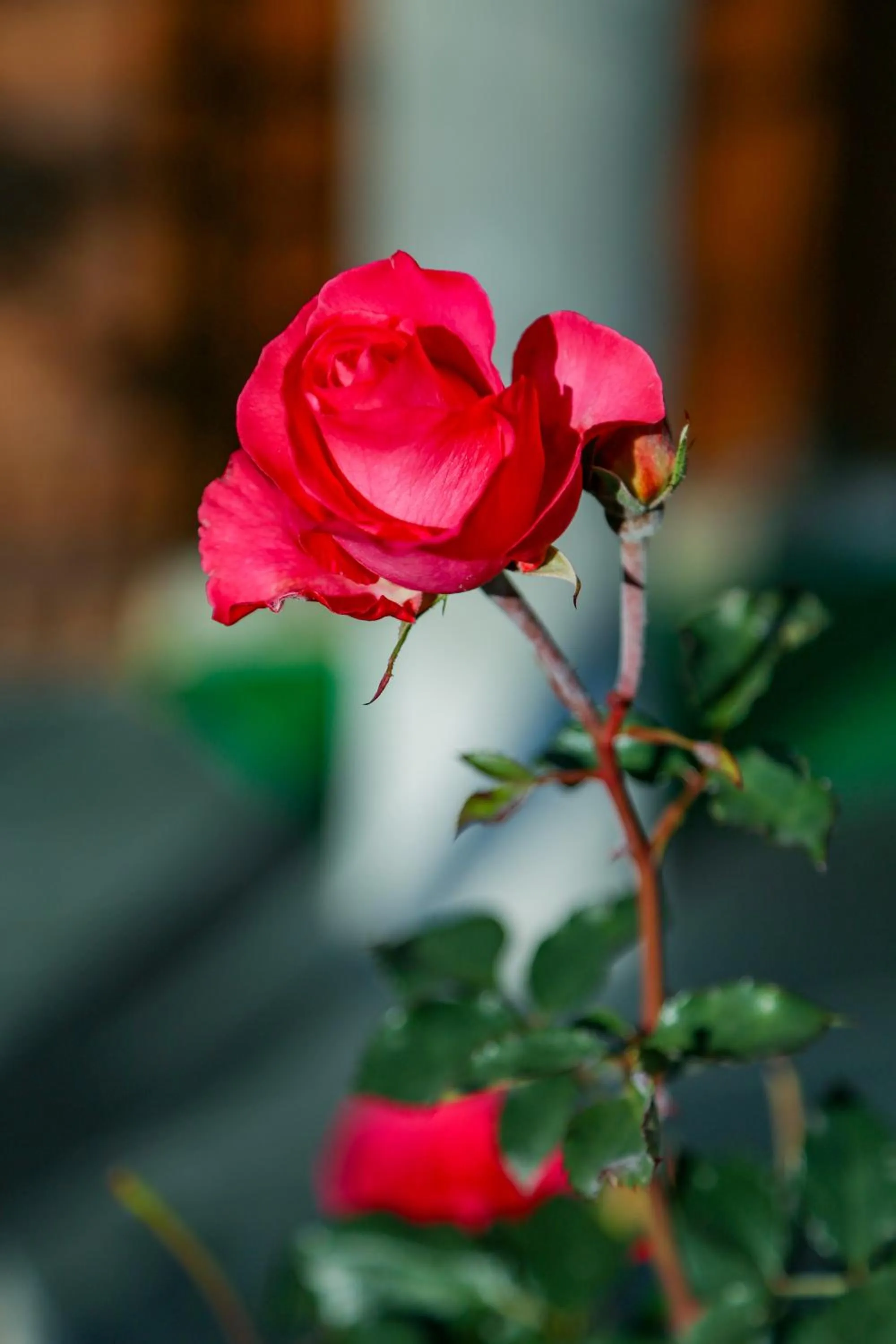 Garden in Excel Hotels and Resorts Bhimtal