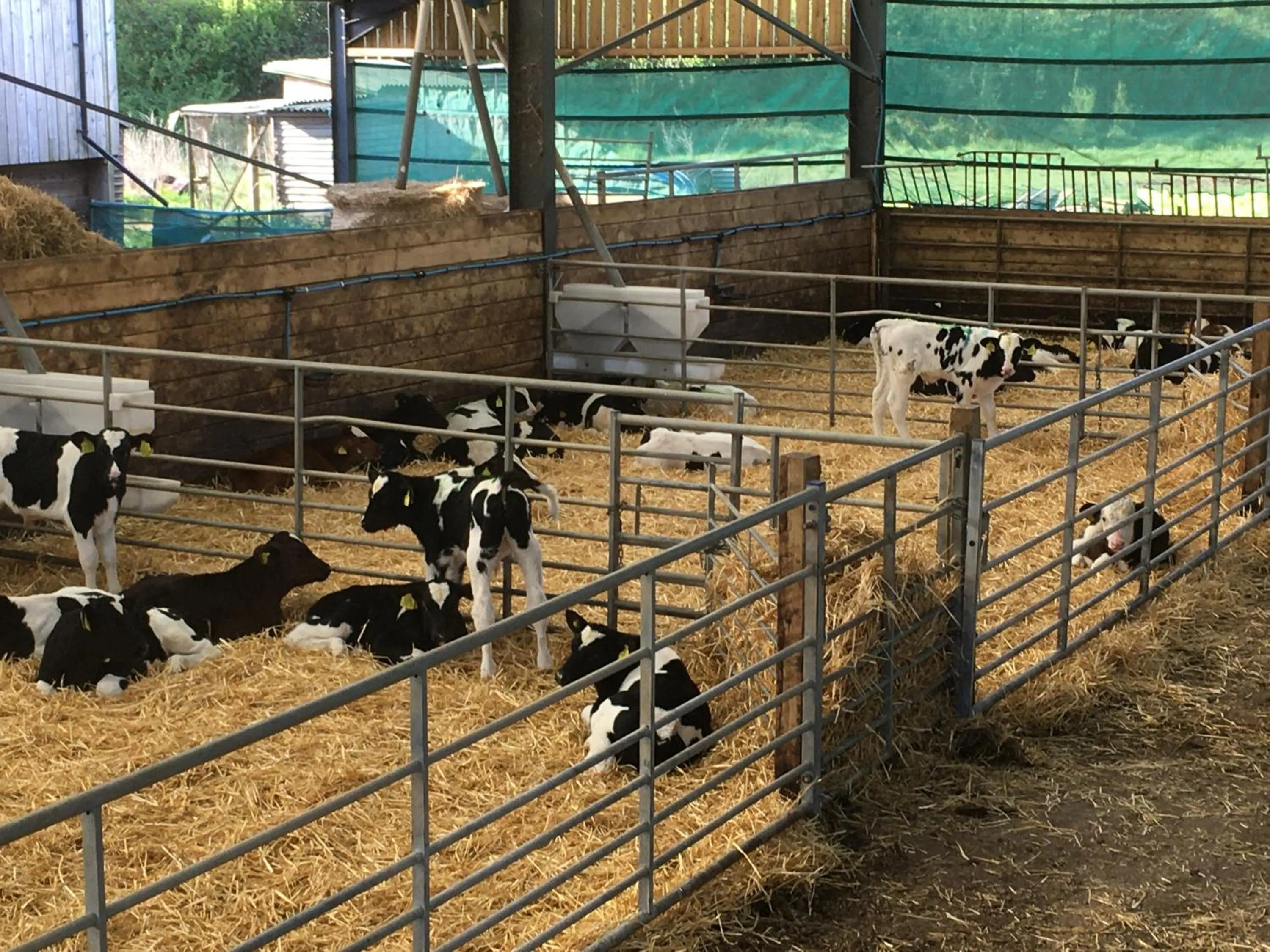 Animals in Folly Fields Farm B&B