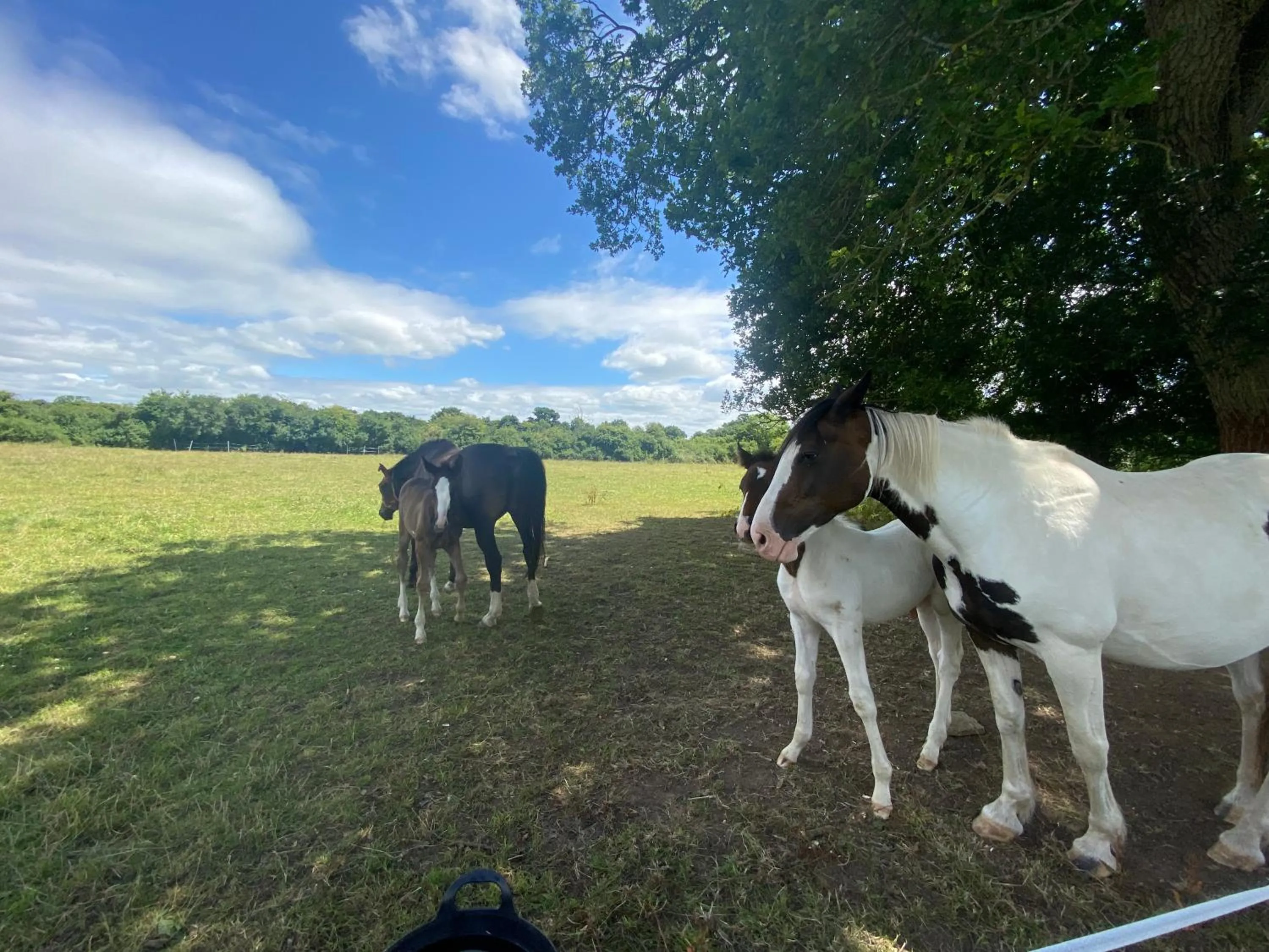 Animals in Folly Fields Farm B&B