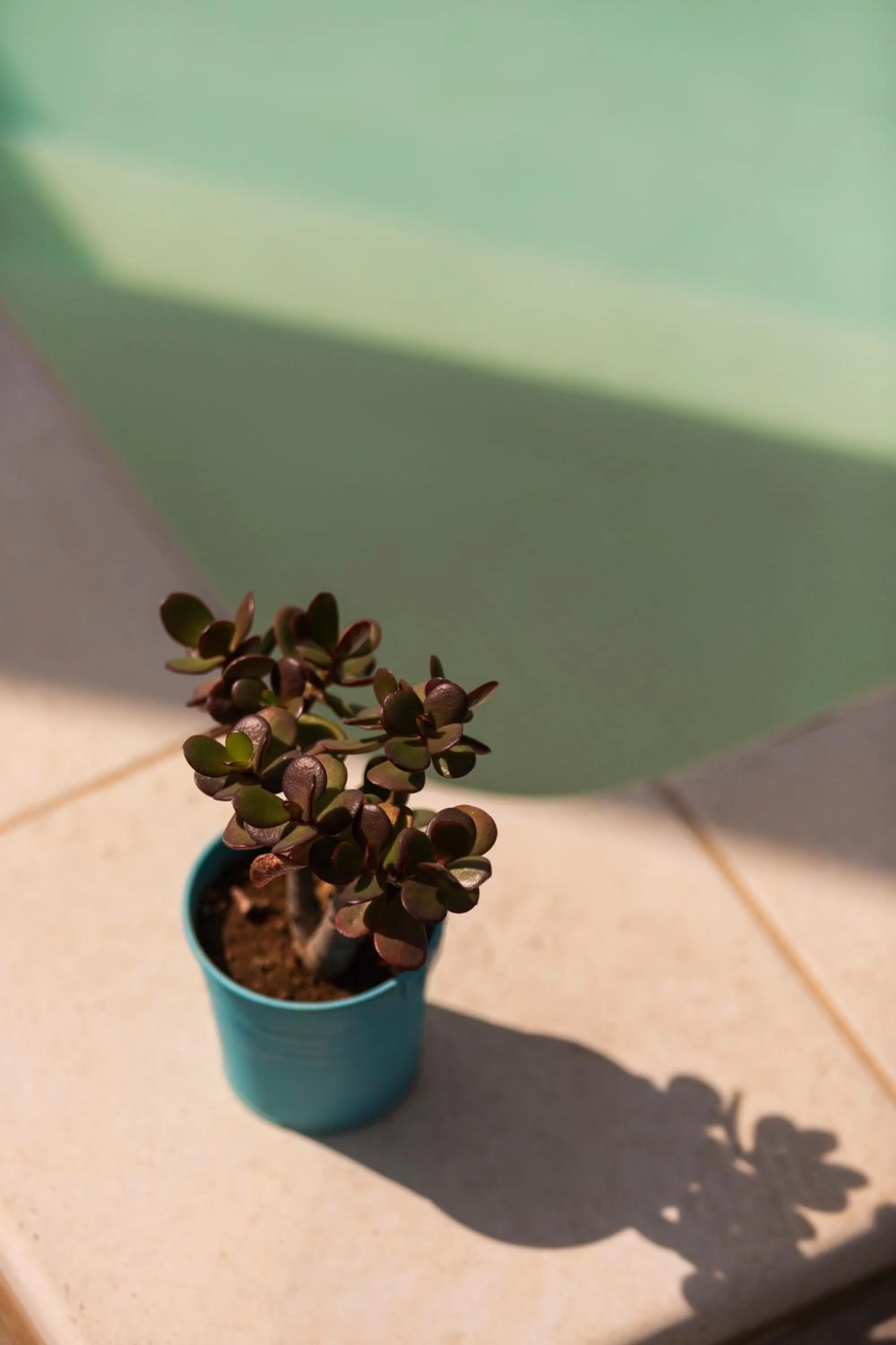 Swimming pool in Benvenuti in puglia