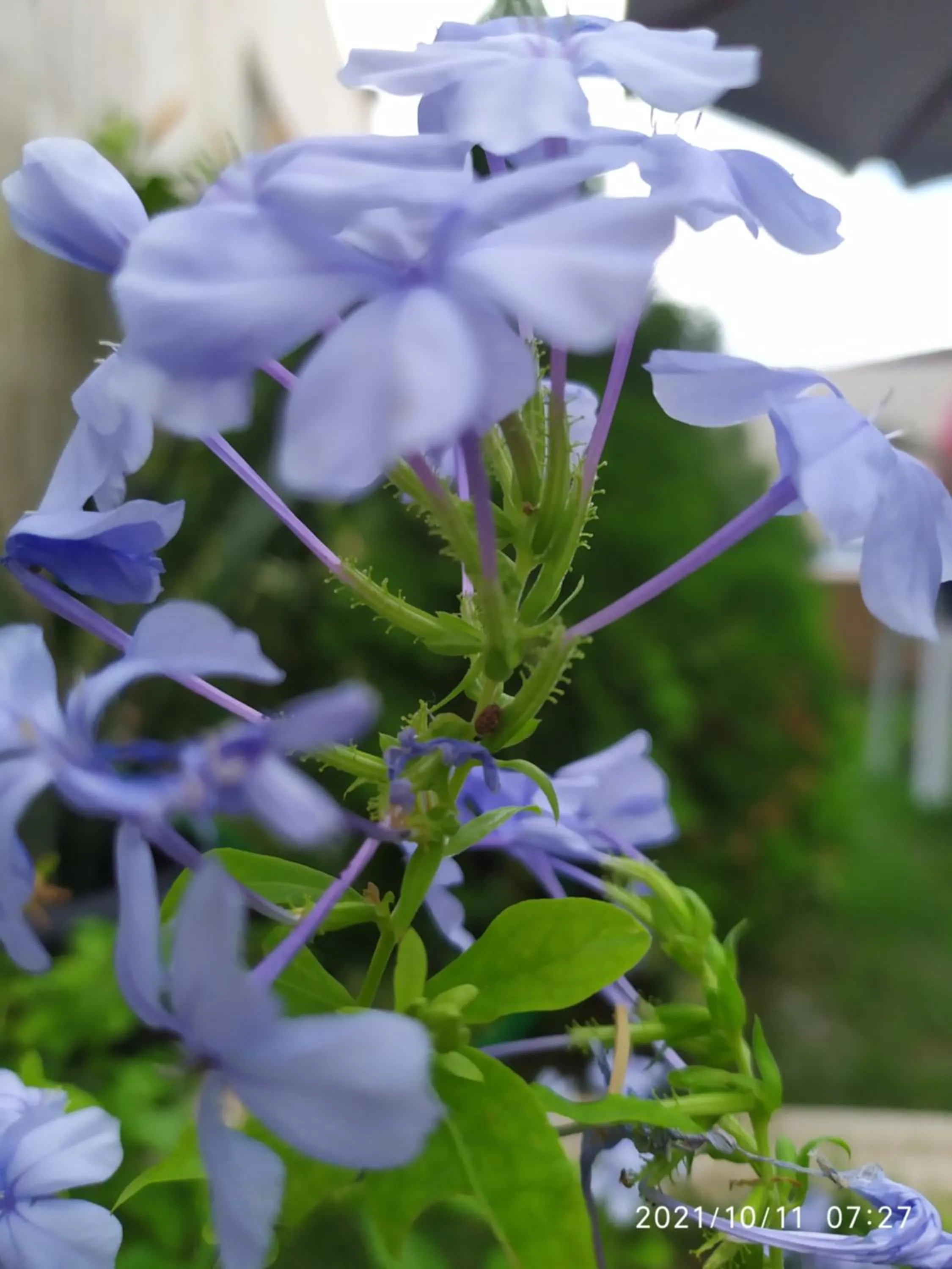 Garden in Pousada Barreirinhas House