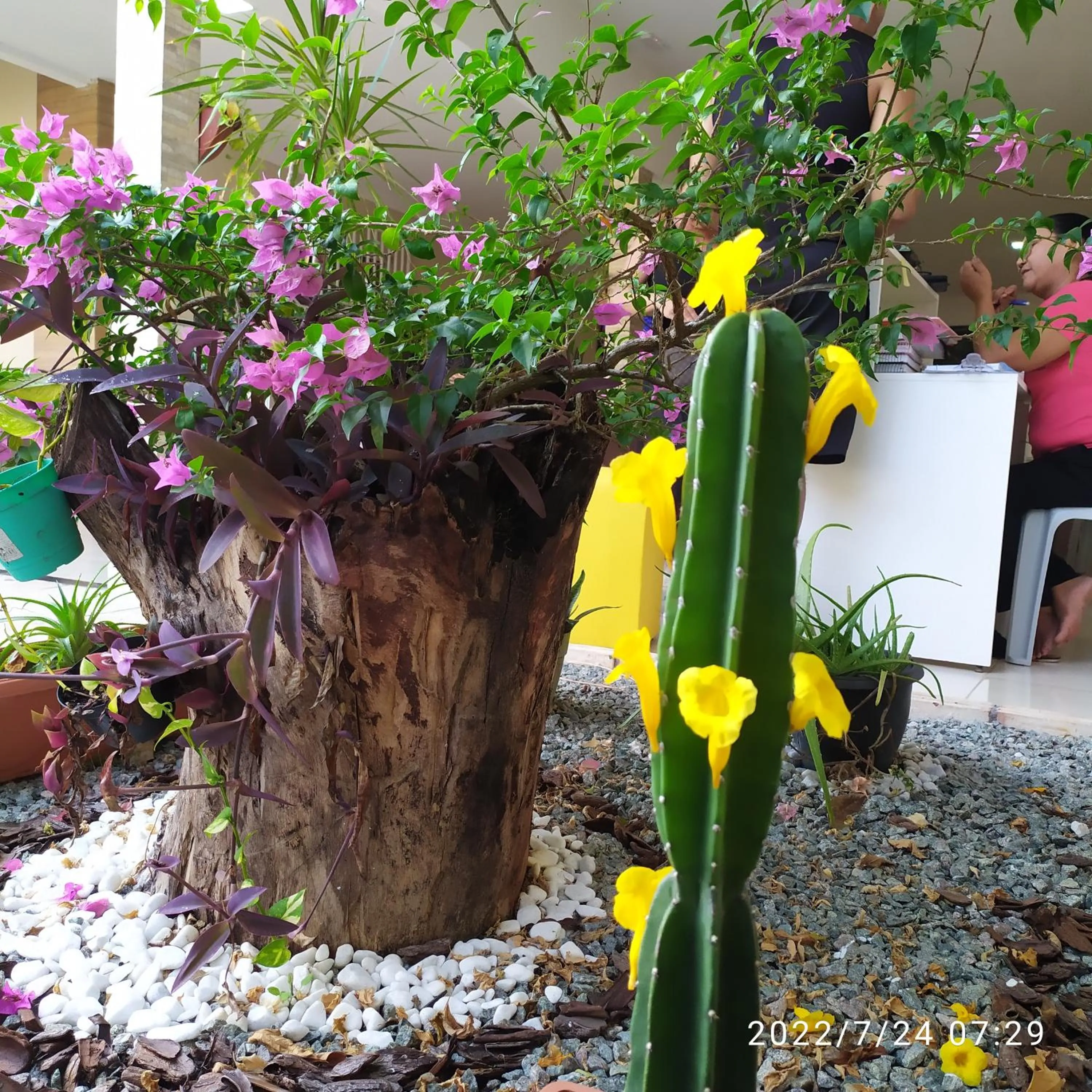 Spring in Pousada Barreirinhas House