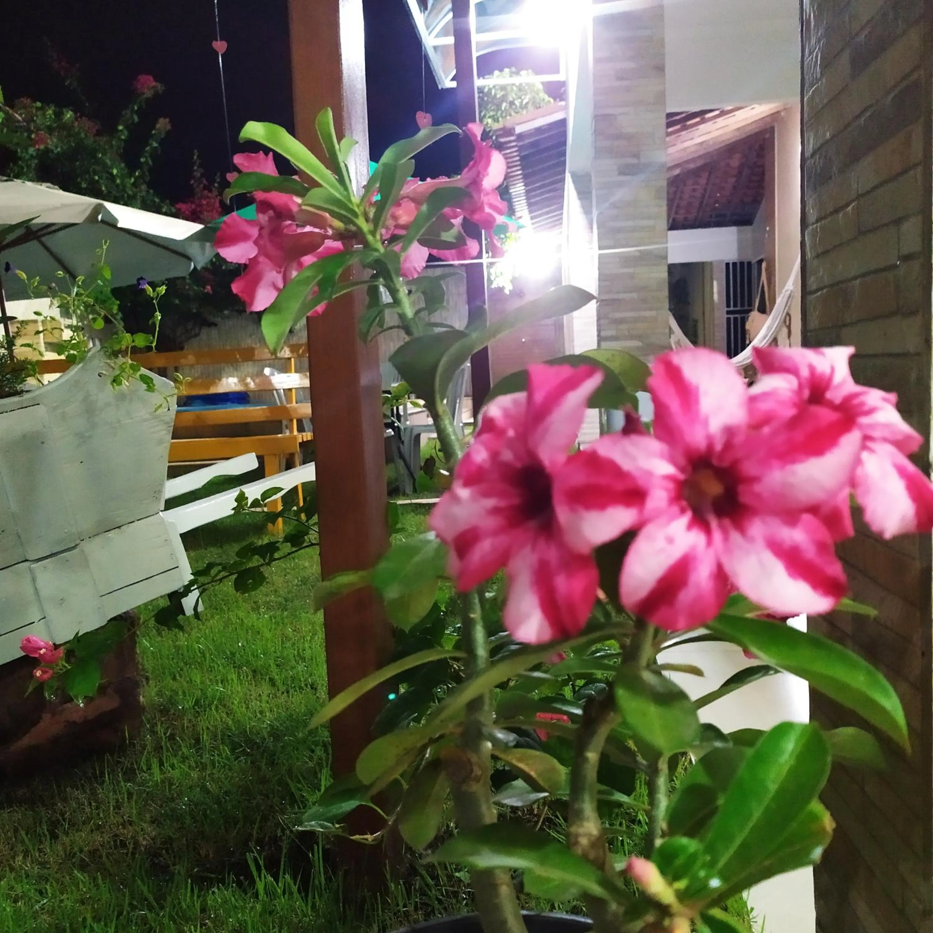 Garden in Pousada Barreirinhas House