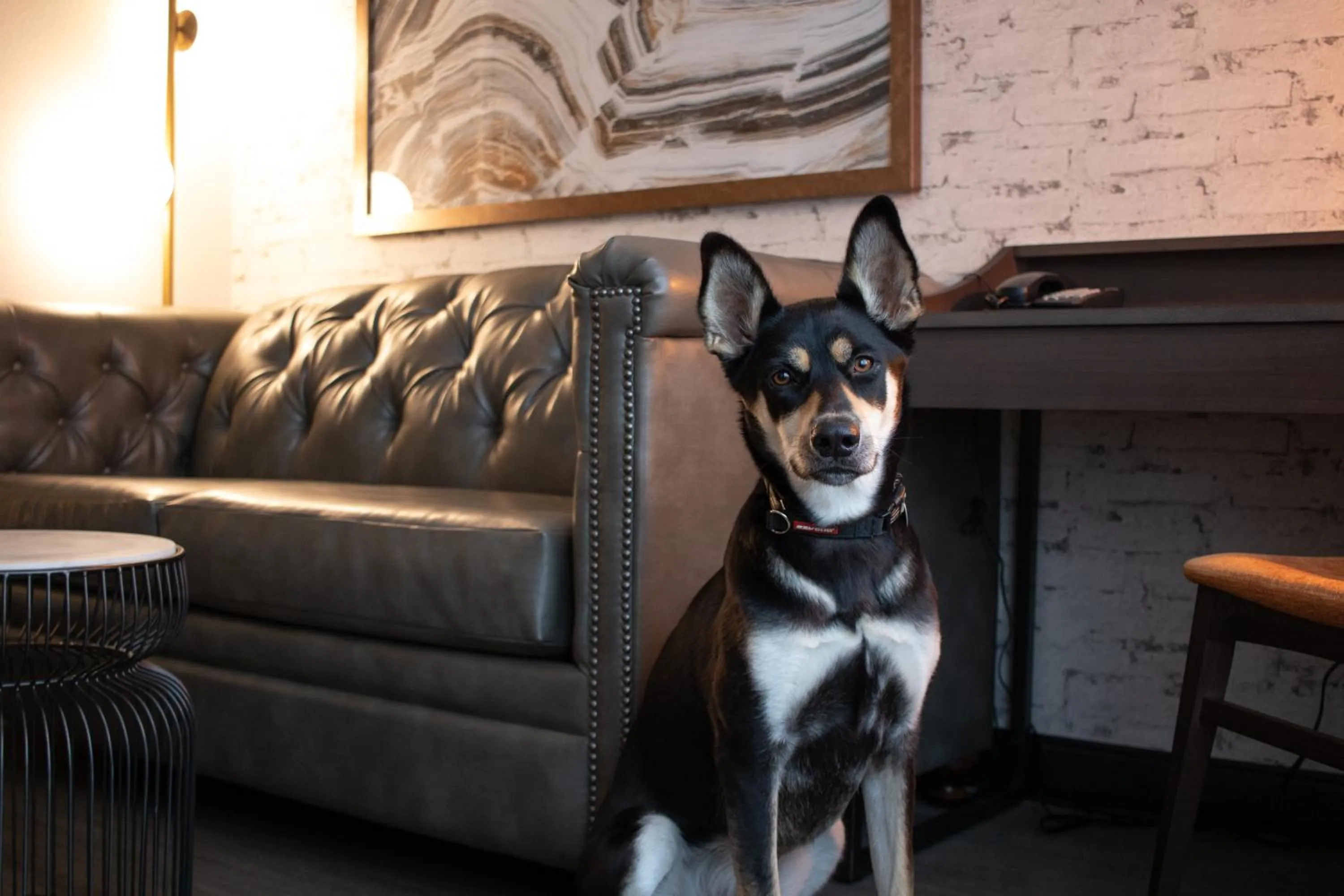 Pets in Oxford Suites Chico