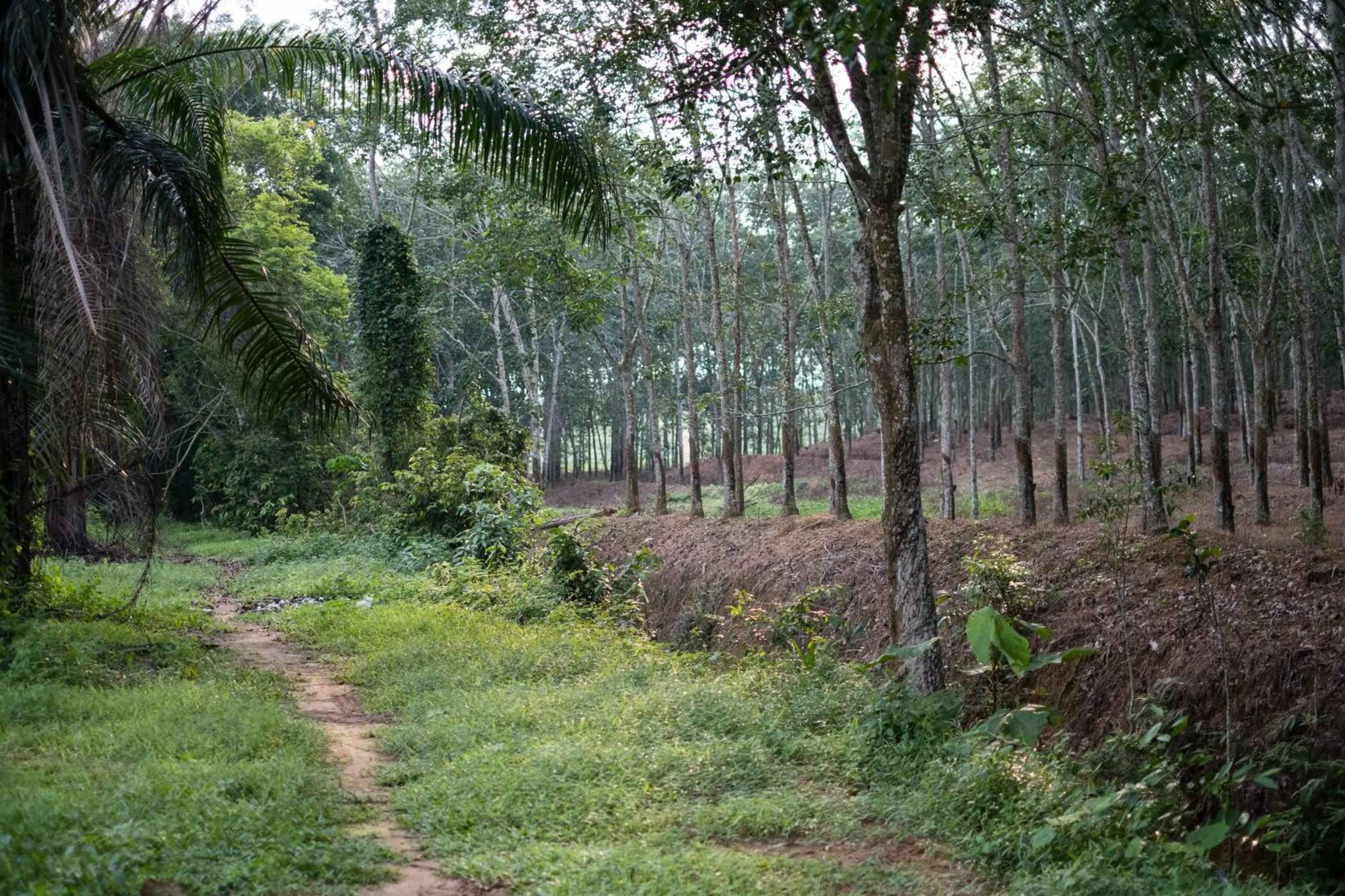 Property building in The Rubber Escape, Melaka