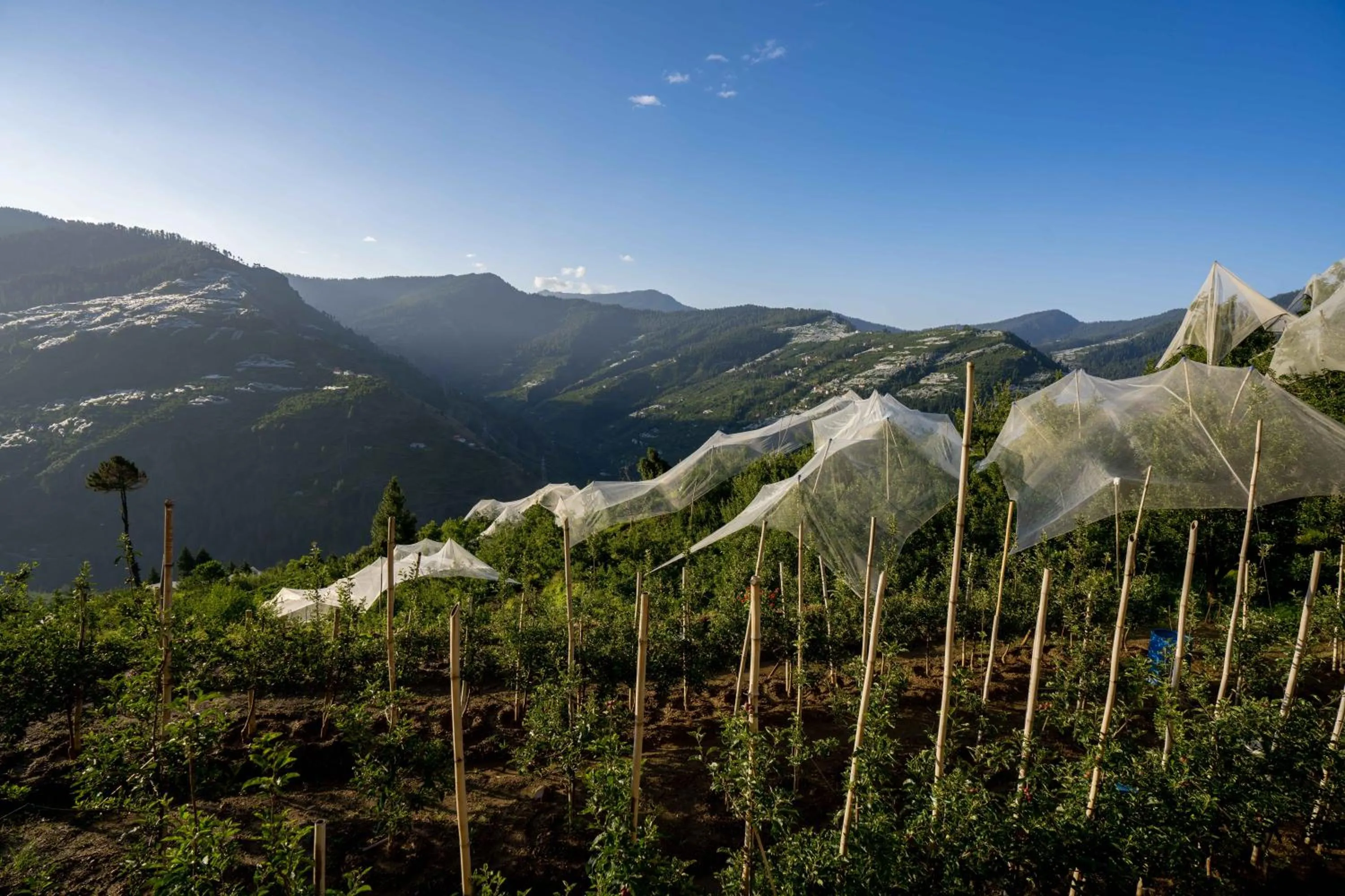 Garden in Zostel Homes Kotkhai (Shimla)