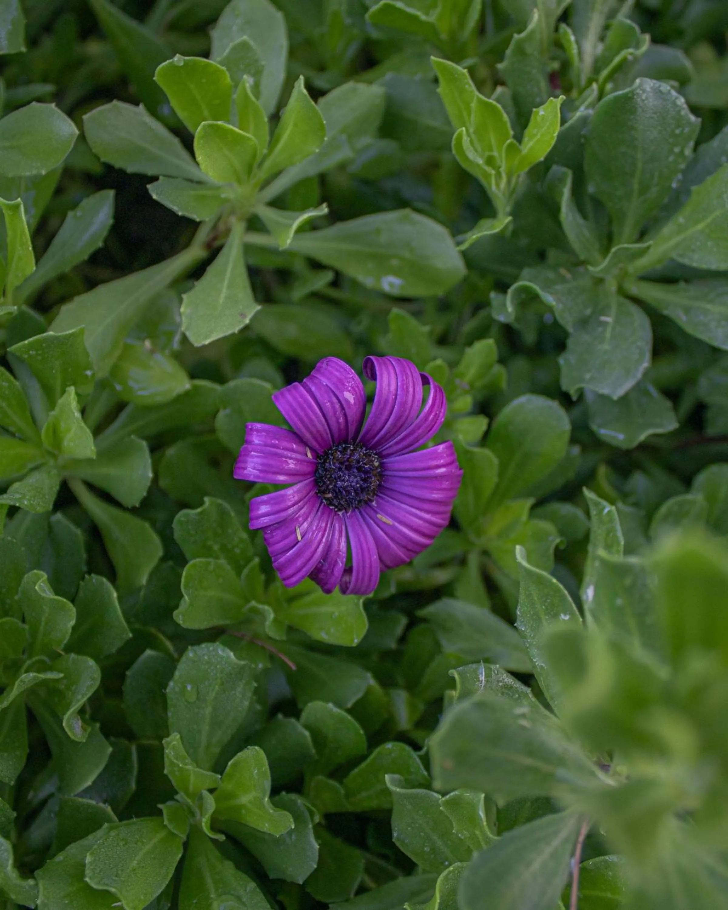 Spring in Villa Ada-Trulli Puglia