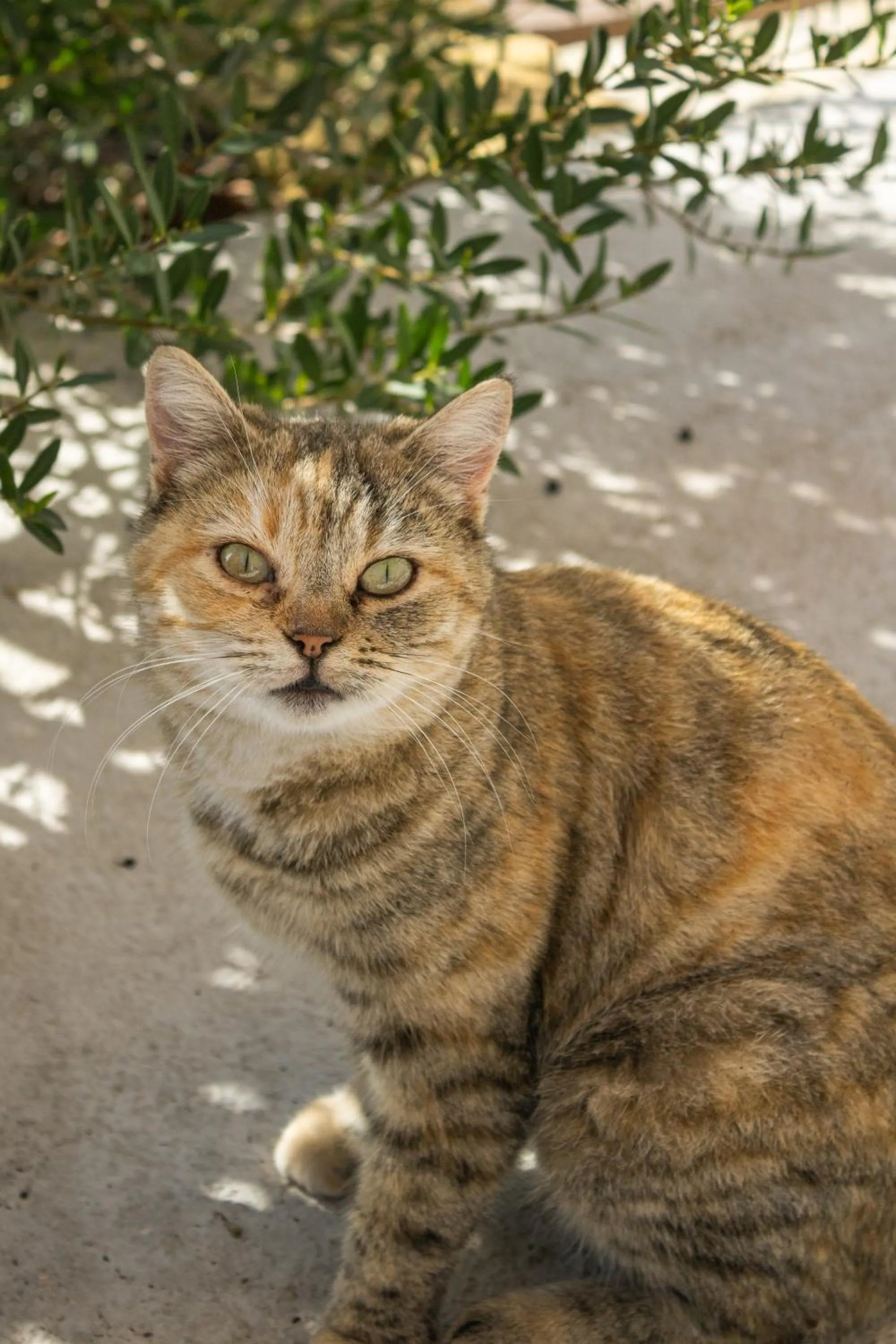 Animals in Villa Ada-Trulli Puglia