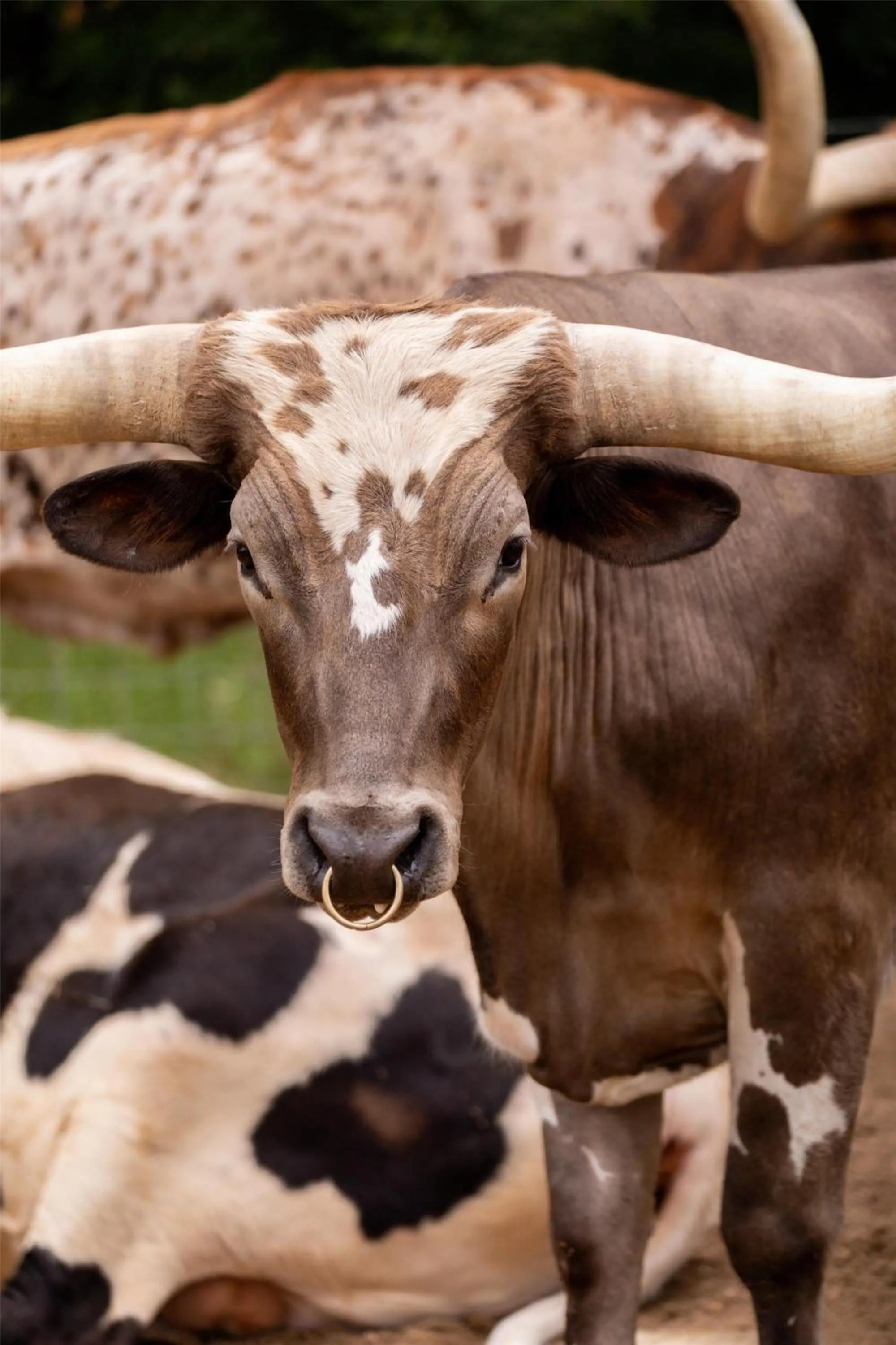 Fitness centre/facilities in Hyatt Regency Lost Pines Resort and Spa