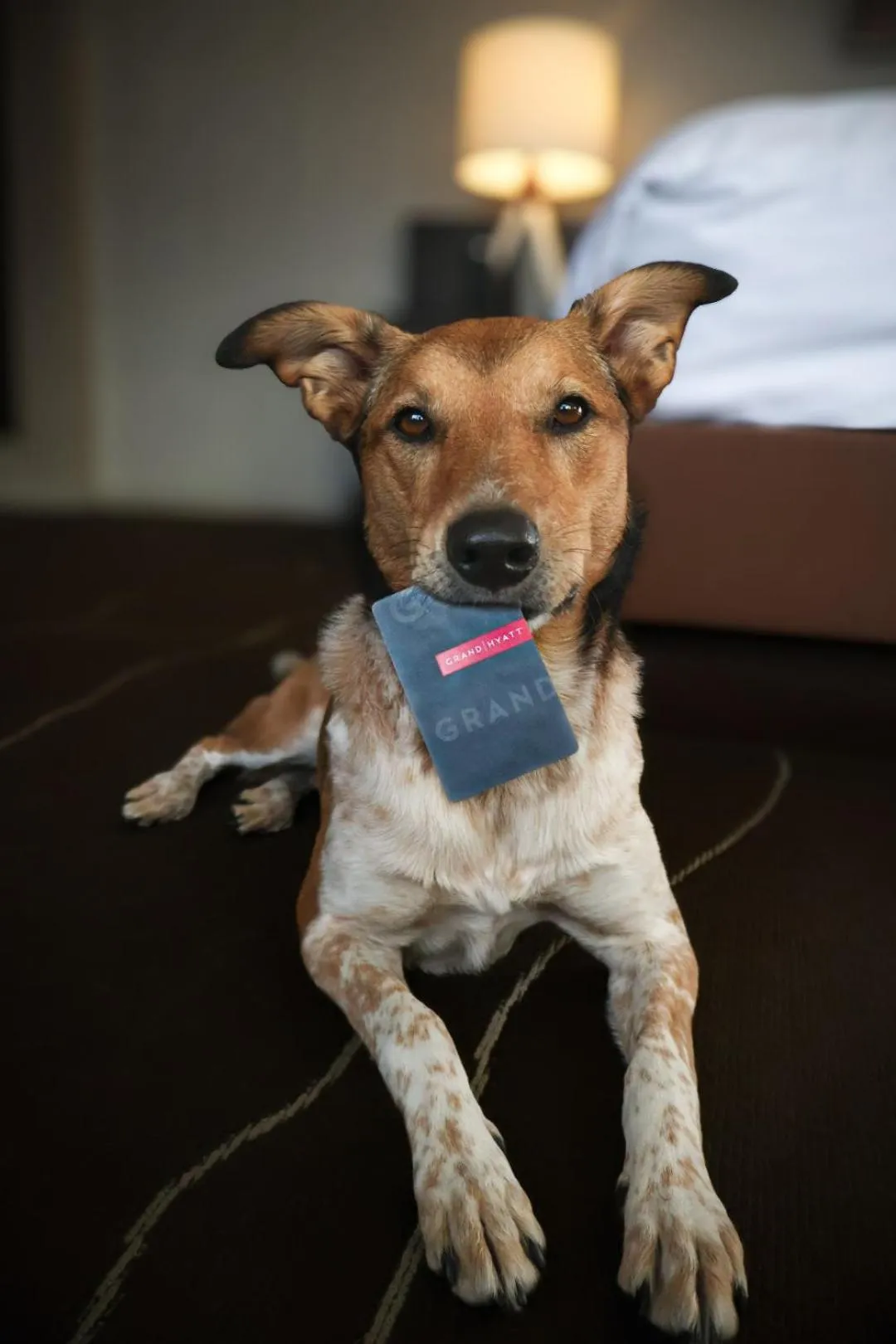 Pets in Grand Hyatt Denver